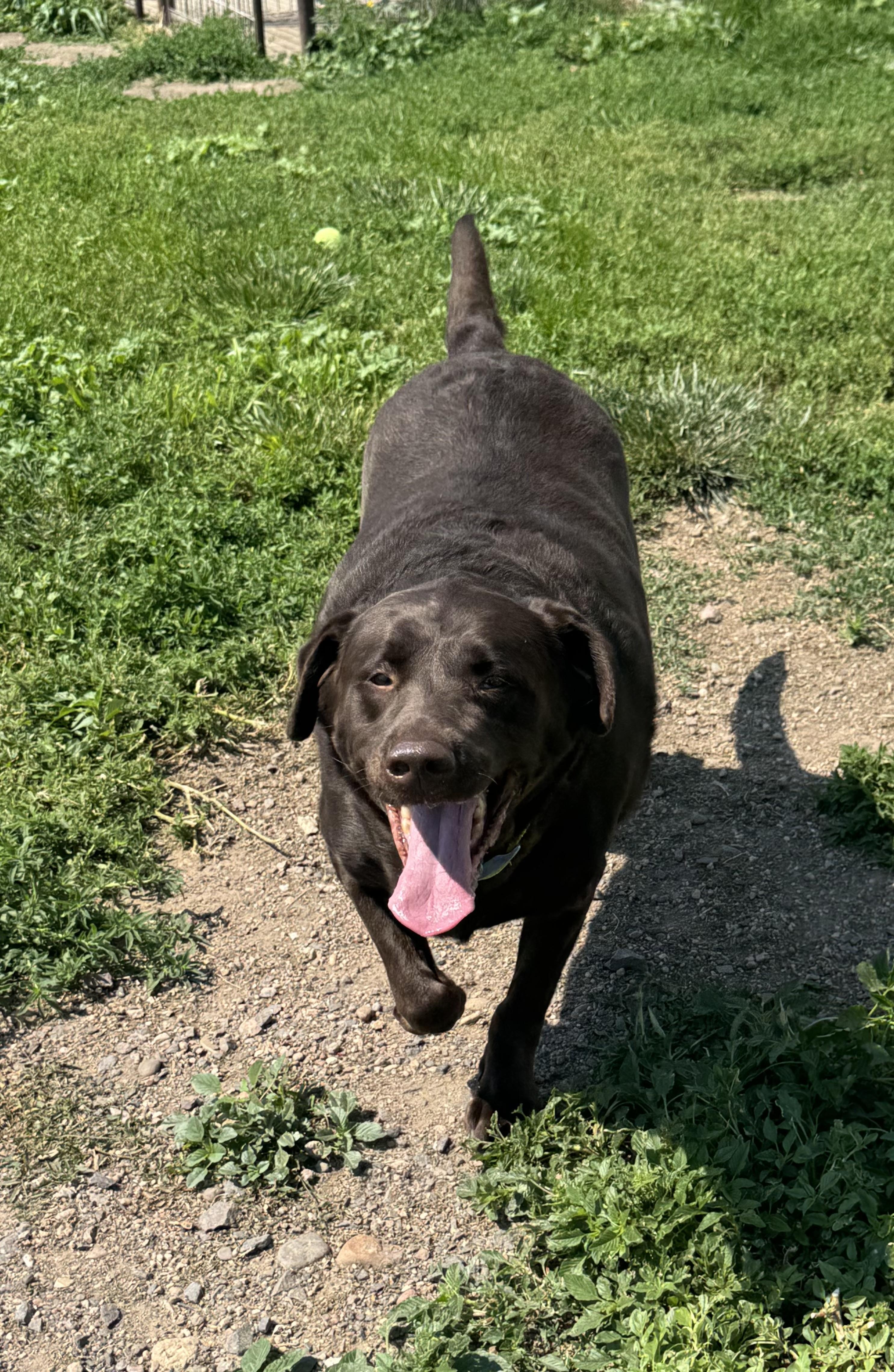 Takoda, an adopted Chocolate Labrador Retriever in Grant, NE image 2/6