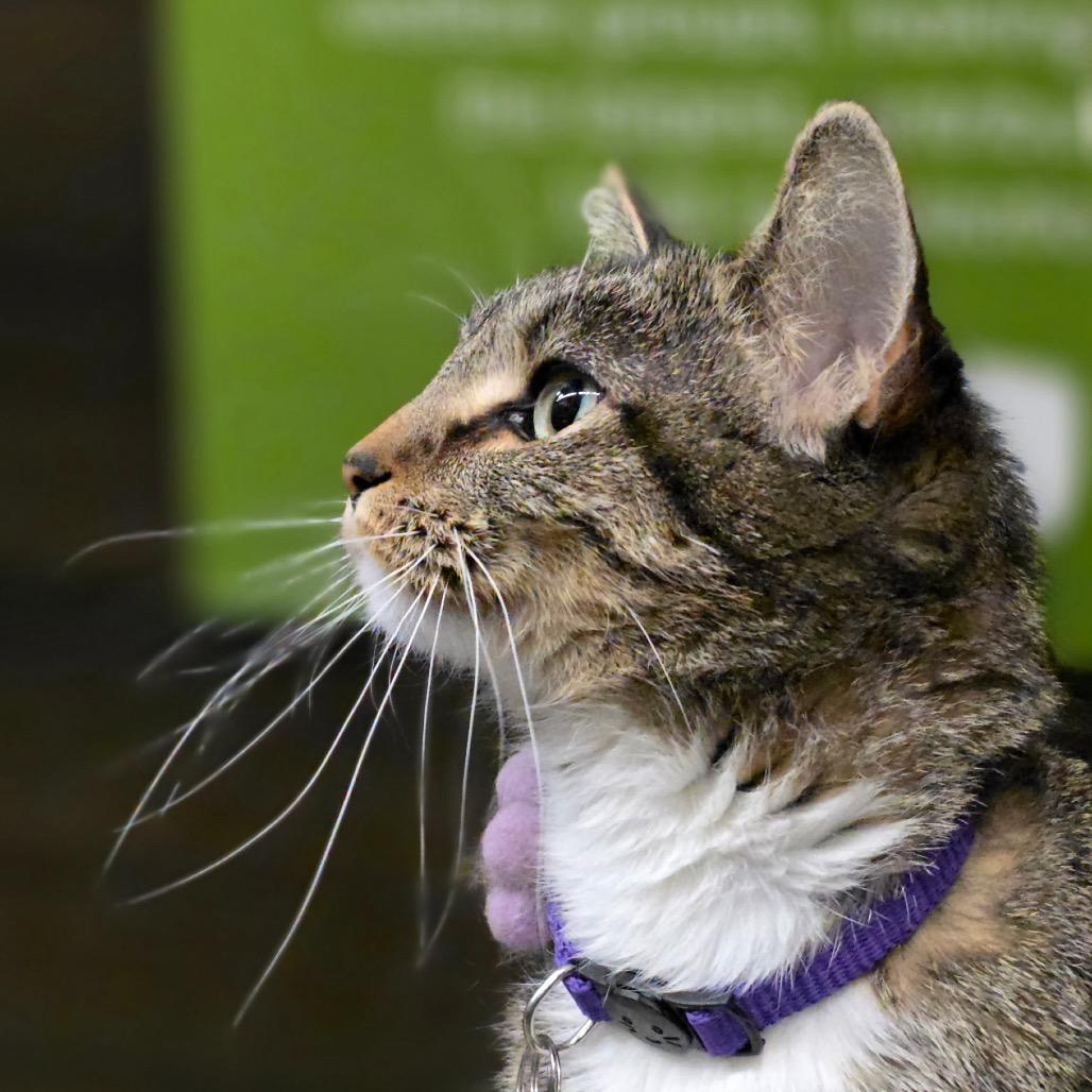 Jackie, Adoptable, Adult Female Domestic Short Hair.