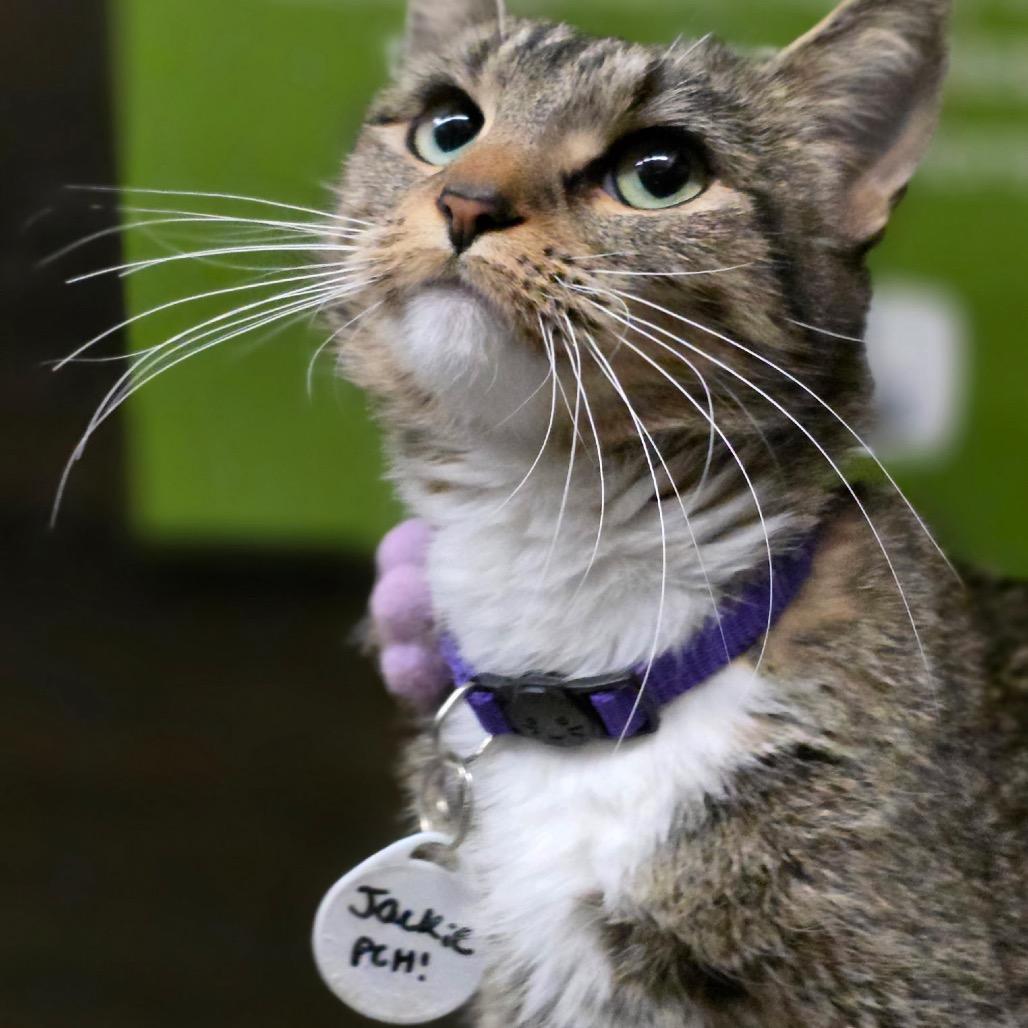 Jackie, a Adoptable Domestic Short Hair in Normal, IL image 2/5