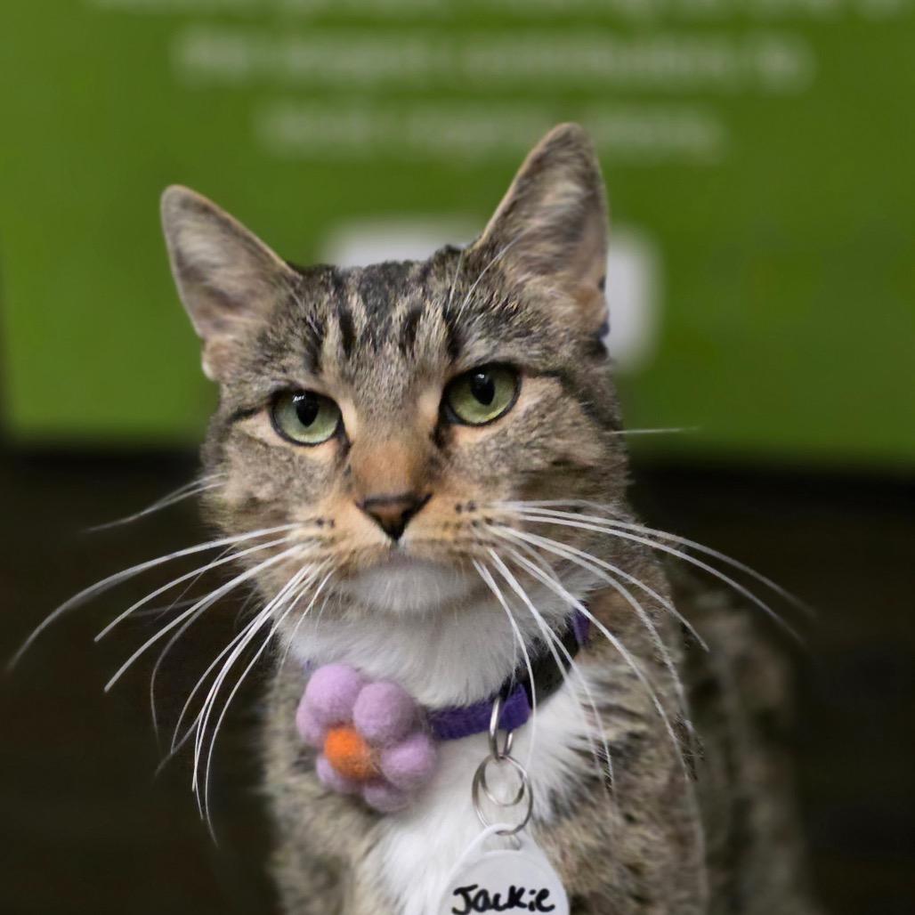 Jackie, a Adoptable Domestic Short Hair in Normal, IL image 3/5