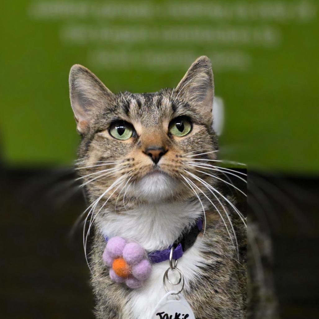 Jackie, a Adoptable Domestic Short Hair in Normal, IL image 4/5