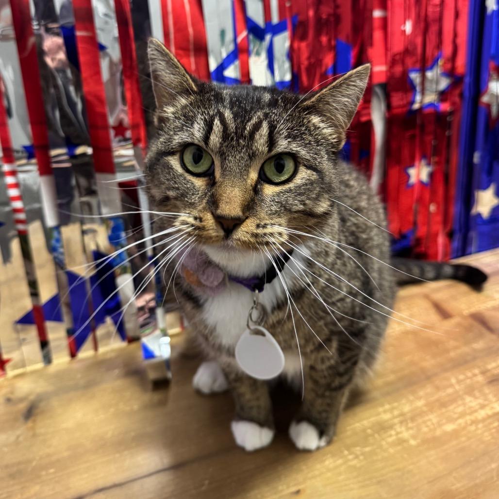 Jackie, a Adoptable Domestic Short Hair in Normal, IL image 5/6