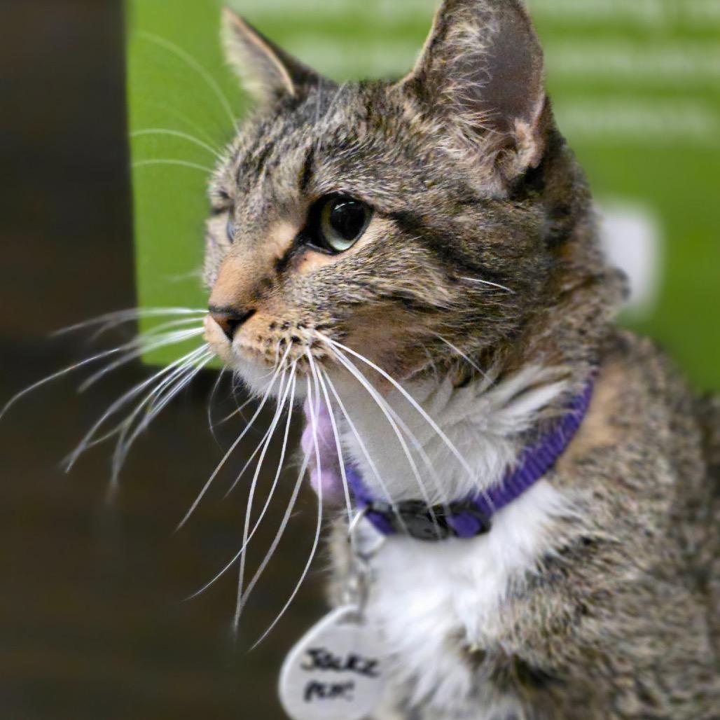 Jackie, a Adoptable Domestic Short Hair in Normal, IL image 5/5