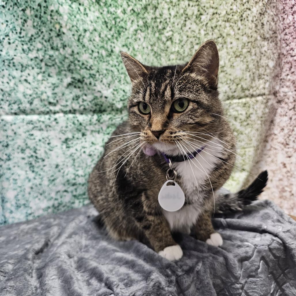 Jackie, a Adoptable Domestic Short Hair in Normal, IL image 6/6