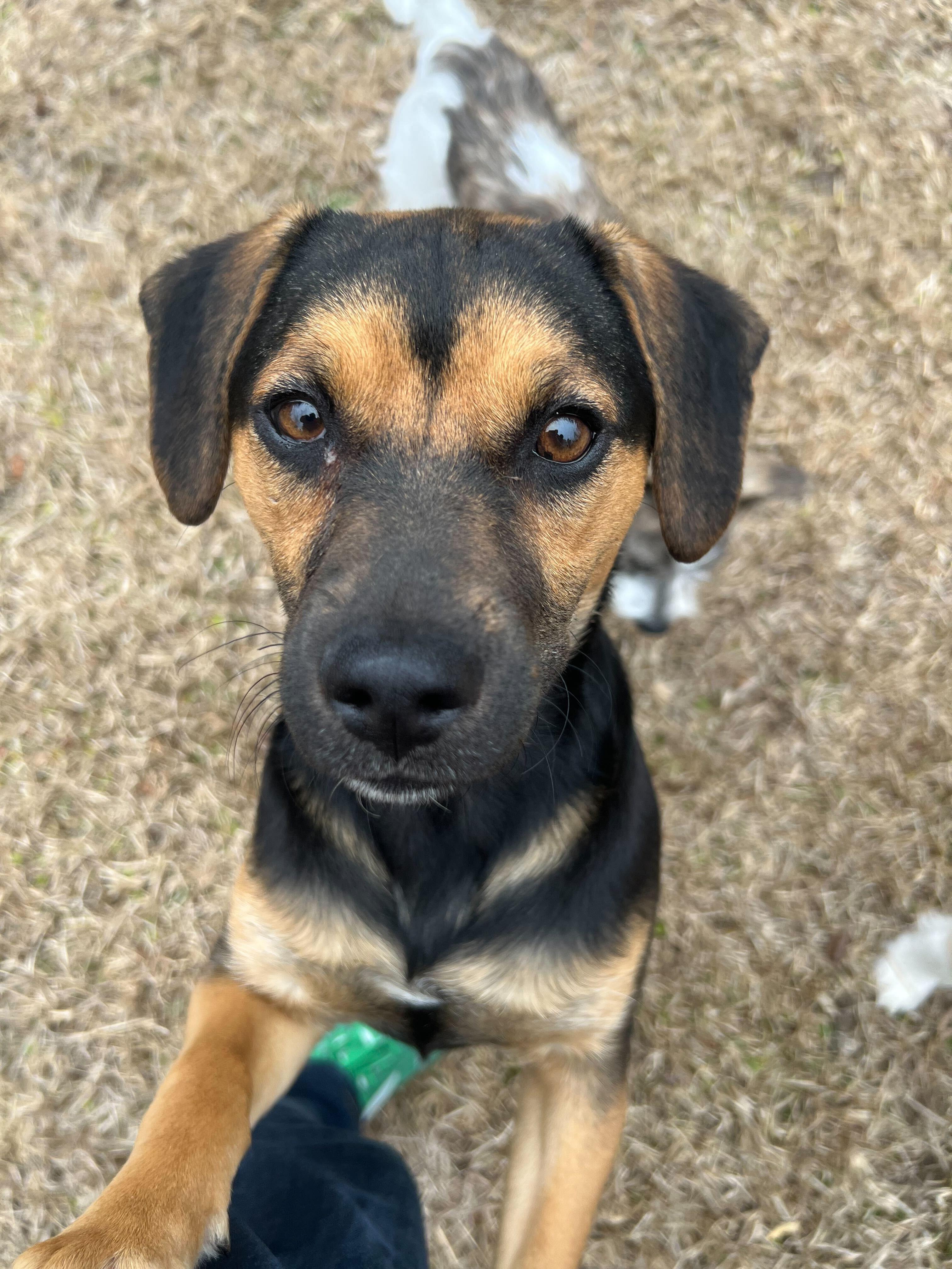 Enlarge TILLIN, a ADOPTABLE mixed breed in Fuquay Varina, NC image 2/2