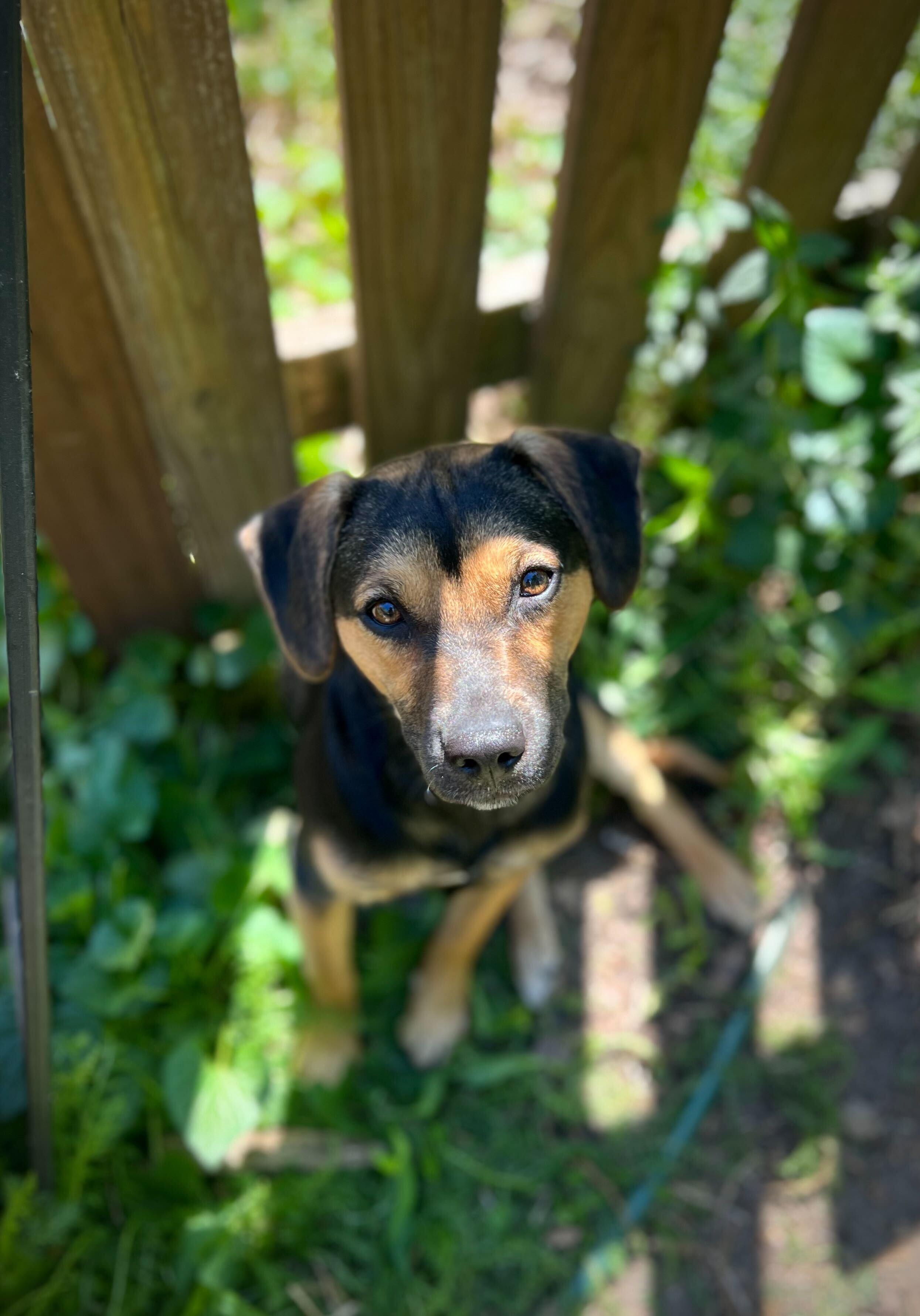 Enlarge TILIN, an adoptable mixed breed in Fuquay Varina, NC image 6/6