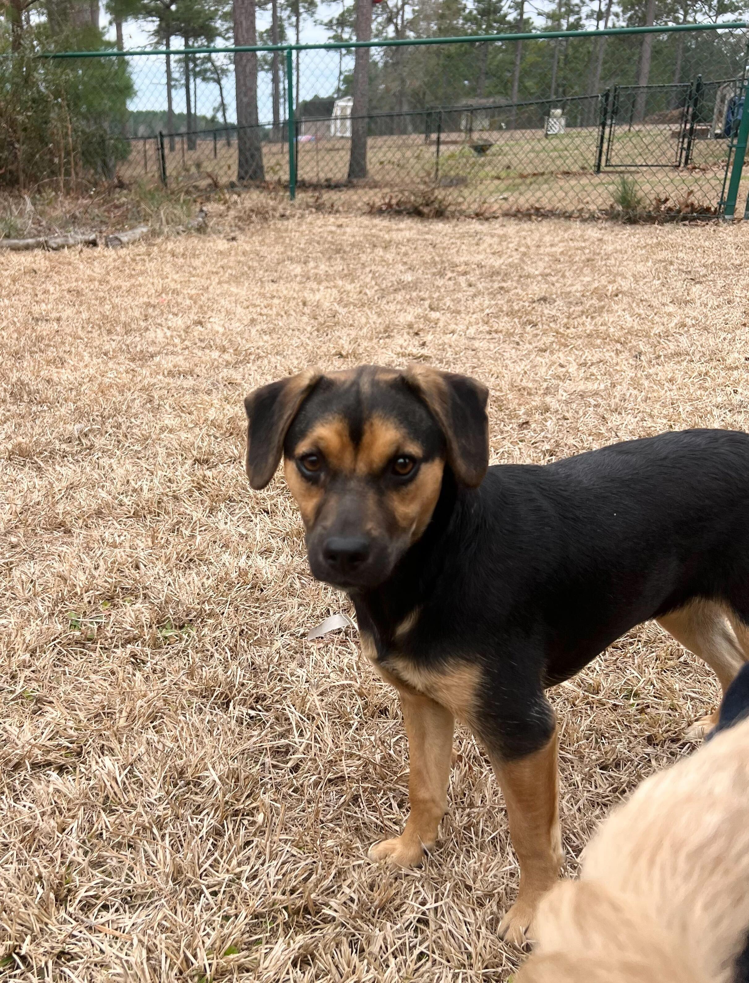 TILLIN, ADOPTABLE, Puppy Male Rat Terrier.