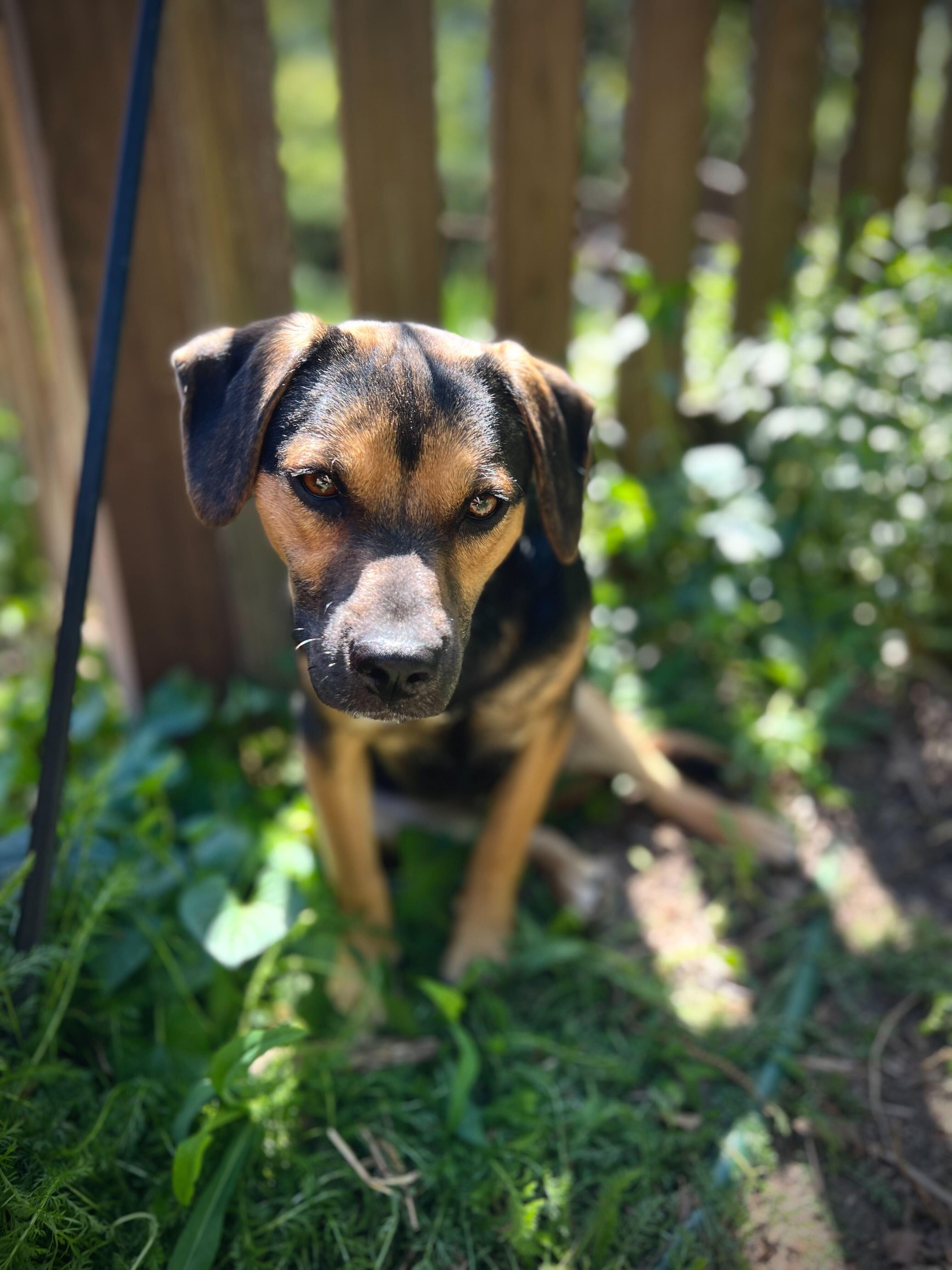Enlarge TILIN, an adoptable mixed breed in Fuquay Varina, NC image 4/6
