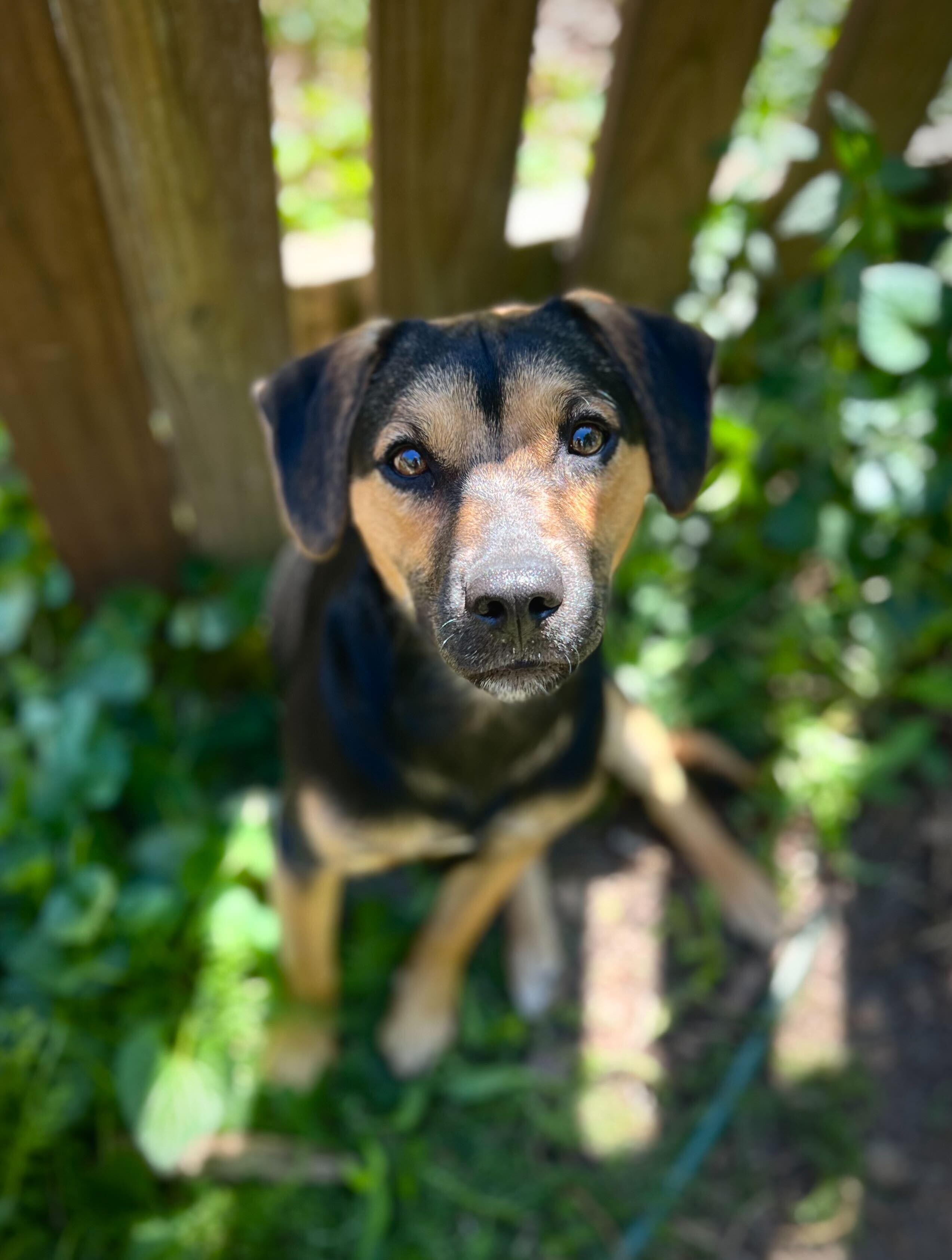 Enlarge TILIN, an adoptable mixed breed in Fuquay Varina, NC image 3/6