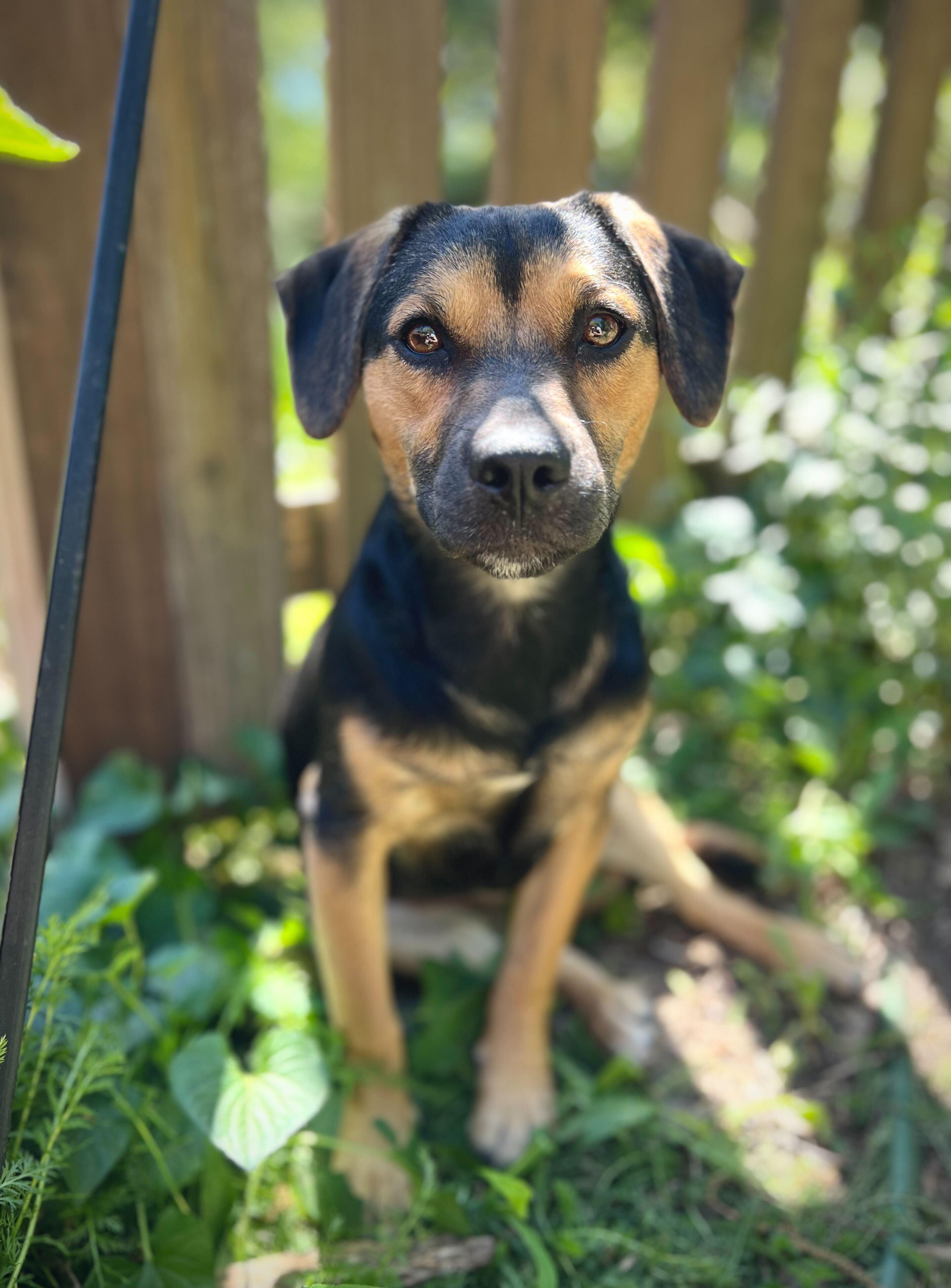 Enlarge TILIN, an adoptable mixed breed in Fuquay Varina, NC image 1/6