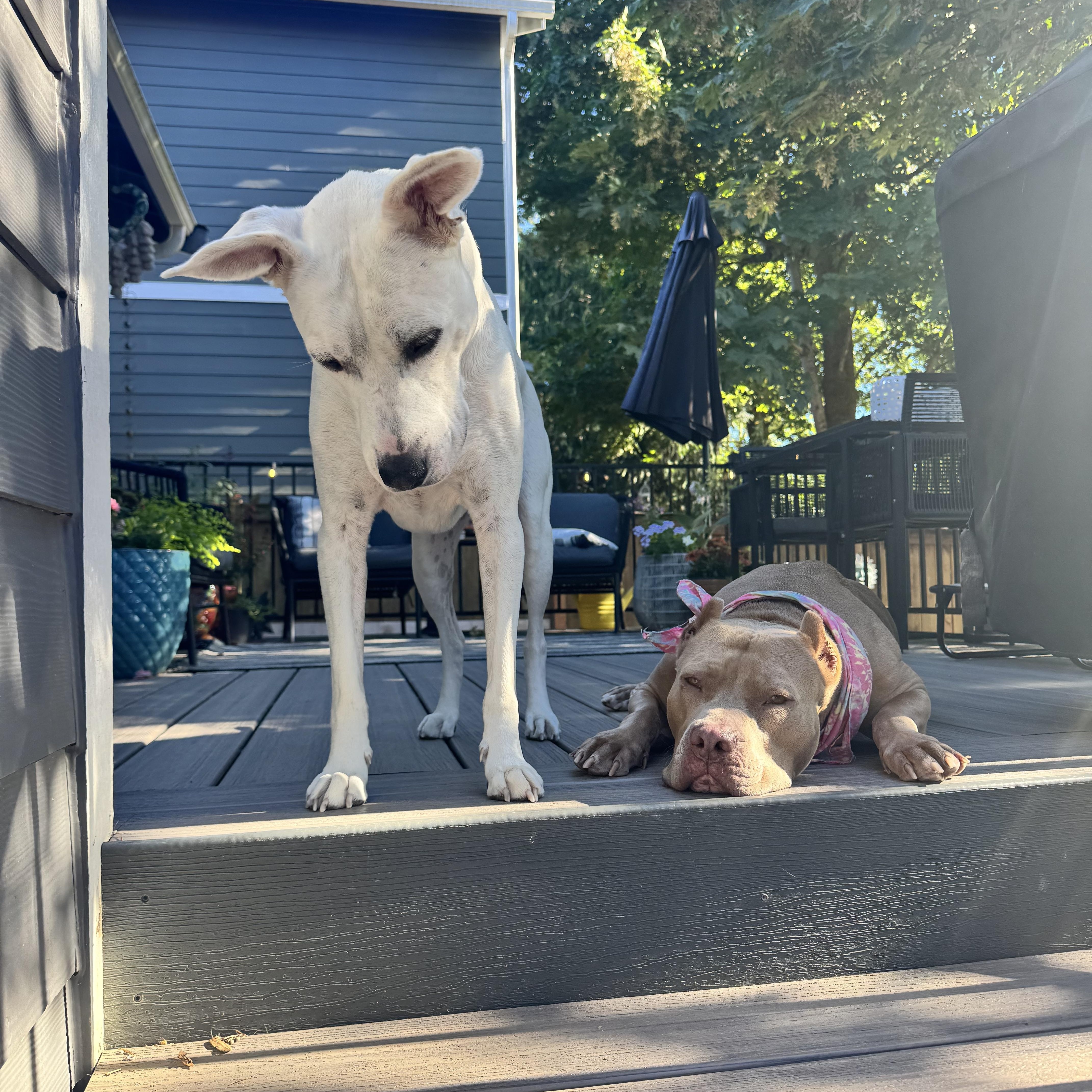 Enlarge Carmela, a Adoptable American Bully in Springfield, OR image 3/6