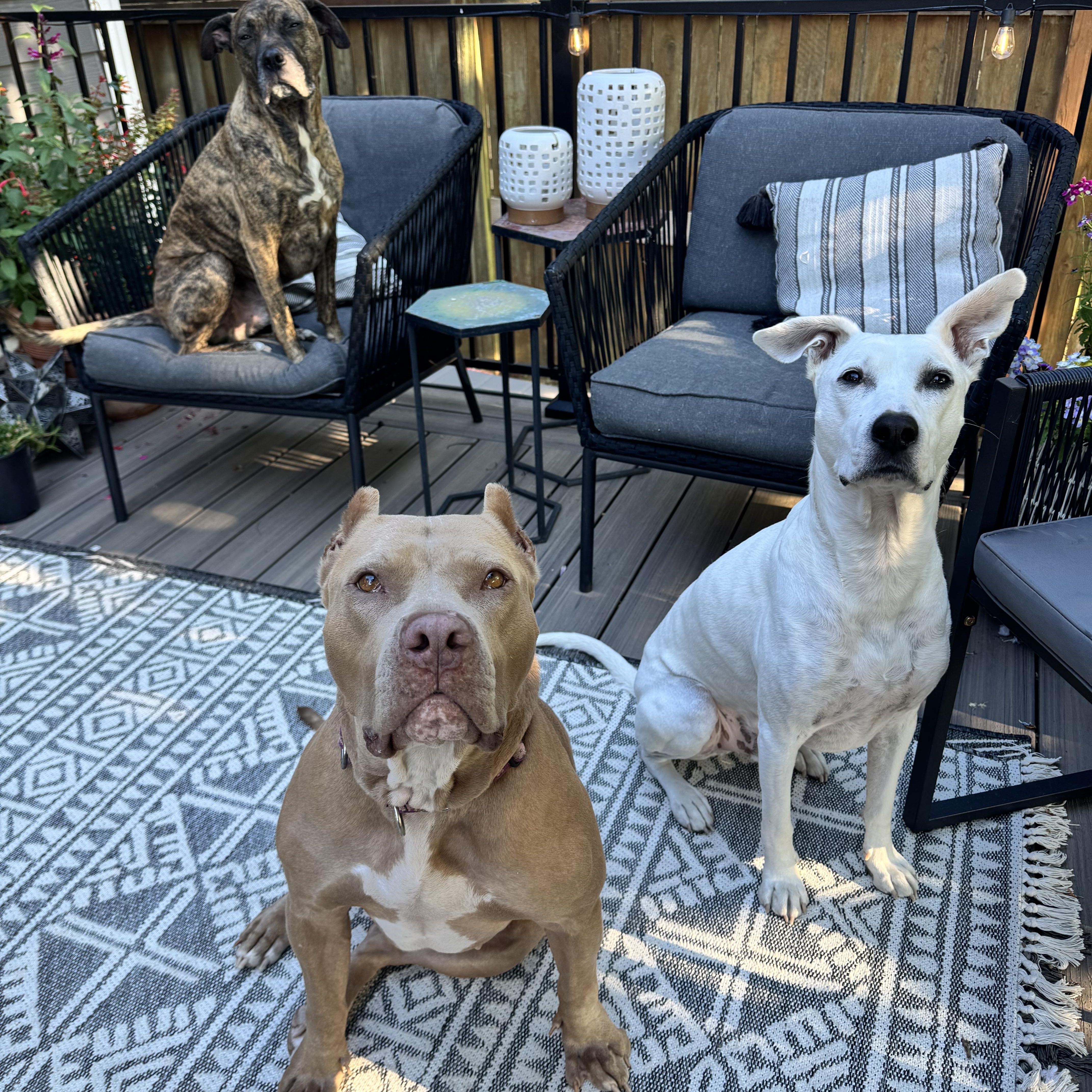 Enlarge Carmela, a Adoptable American Bully in Springfield, OR image 5/6