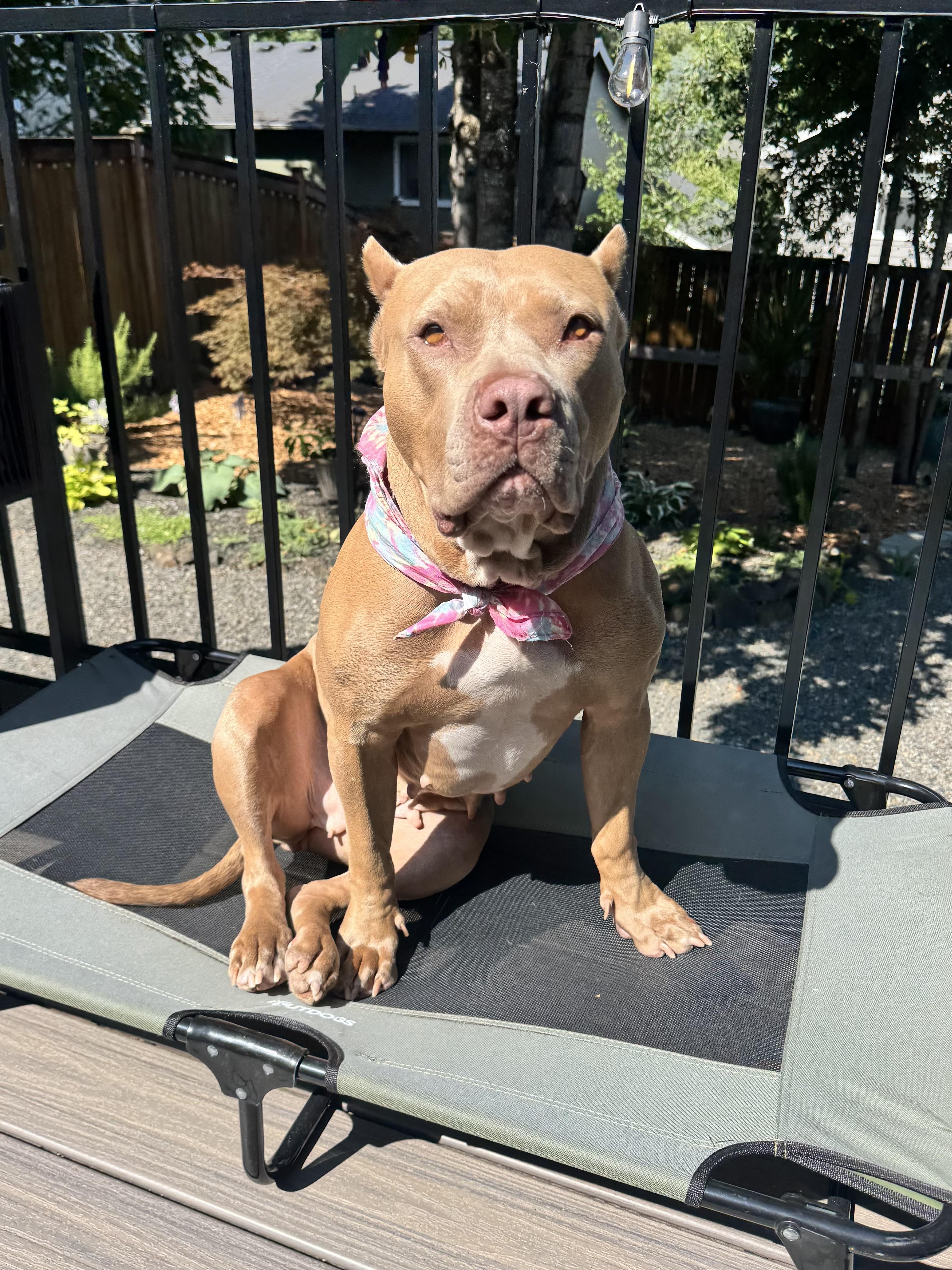 Carmela, Adoptable, Adult Female American Bully.
