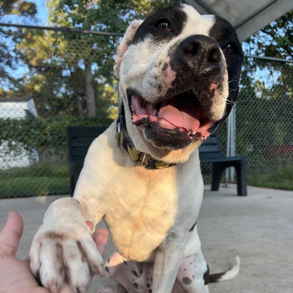 Davis, a Adoptable mixed breed in Bellevue, WA image 5/6