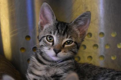 Enlarge Hansen, a Adoptable mixed breed in Kansas City, MO image 1/2