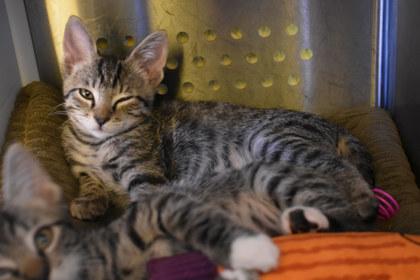 Enlarge Hansen, a Adoptable mixed breed in Kansas City, MO image 2/2