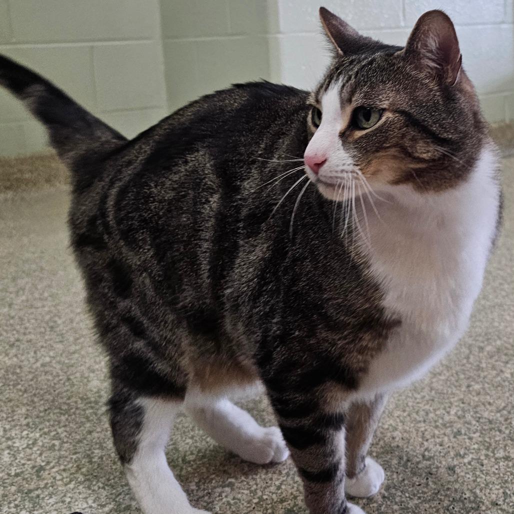 Enlarge Atreyu, a Adoptable Domestic Short Hair in Brownsville, VT image 1/1