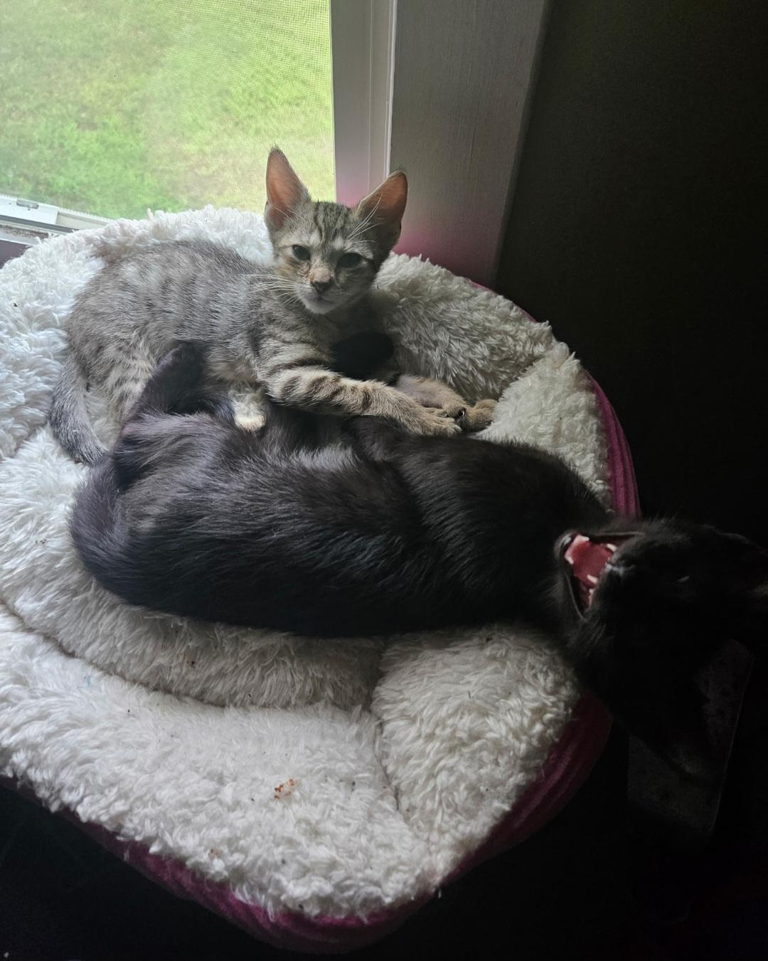 Enlarge Jimmies and Sprinkles, a Adoptable Domestic Short Hair in Clayton, NJ image 2/6