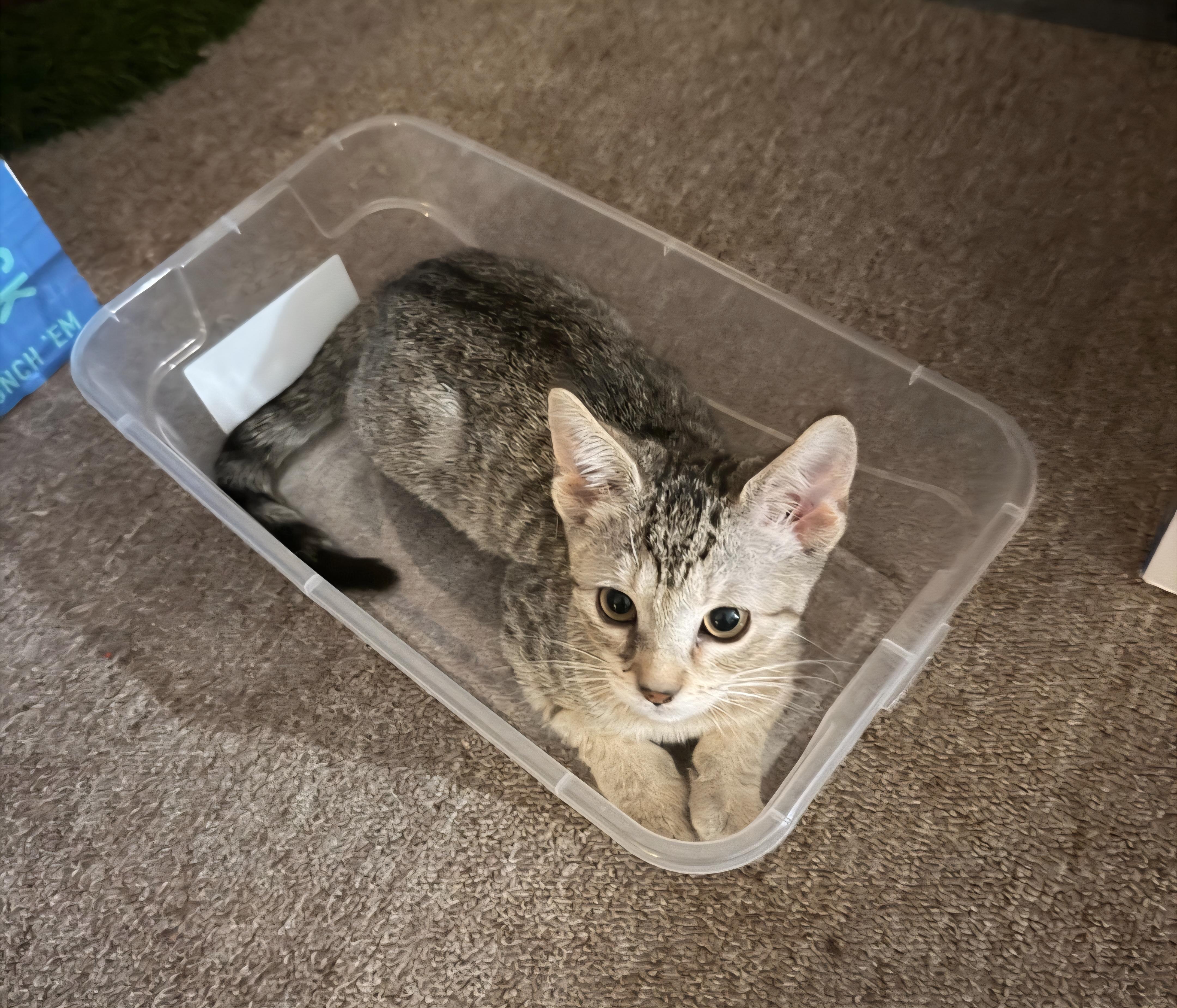 Enlarge Jimmies and Sprinkles, a Adoptable Domestic Short Hair in Clayton, NJ image 6/6