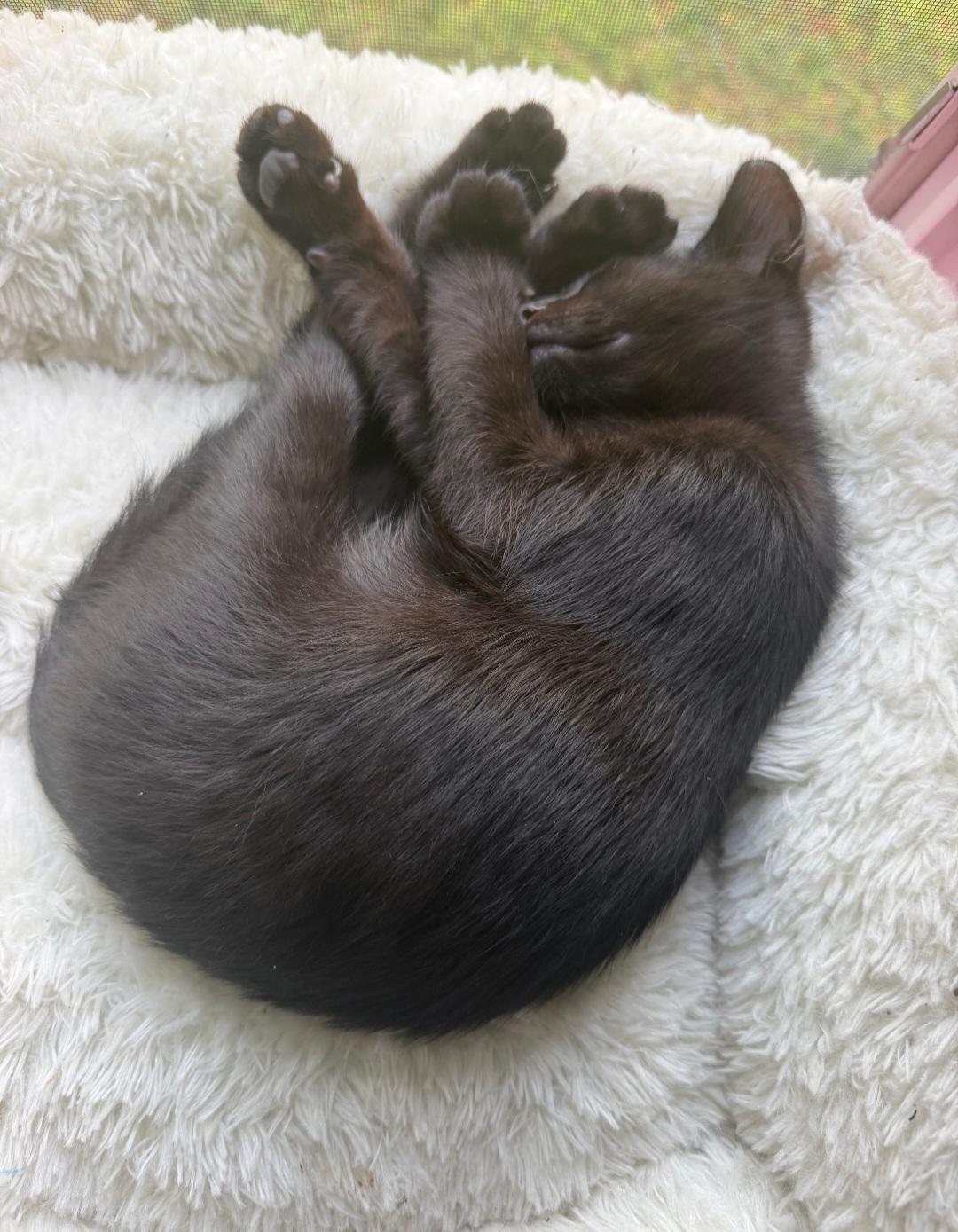 Enlarge Jimmies and Sprinkles, a Adoptable Domestic Short Hair in Clayton, NJ image 3/6