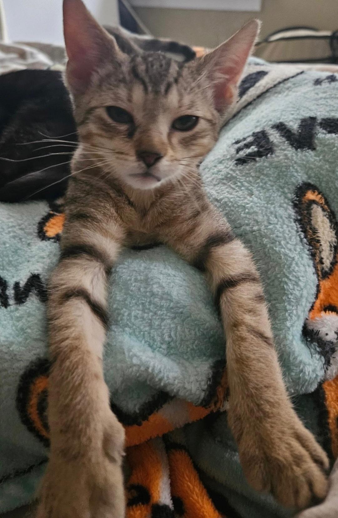 Enlarge Jimmies and Sprinkles, a Adoptable Domestic Short Hair in Clayton, NJ image 5/6