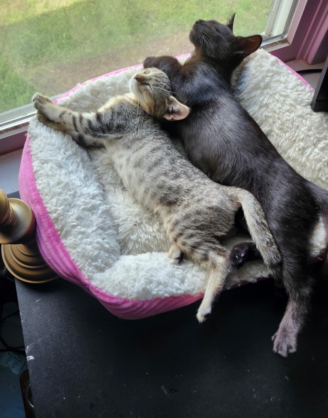 Enlarge Jimmies and Sprinkles, a Adoptable Domestic Short Hair in Clayton, NJ image 1/6