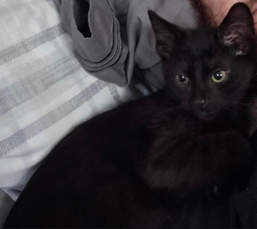 Enlarge Jimmies and Sprinkles, a Adoptable Domestic Short Hair in Clayton, NJ image 4/6