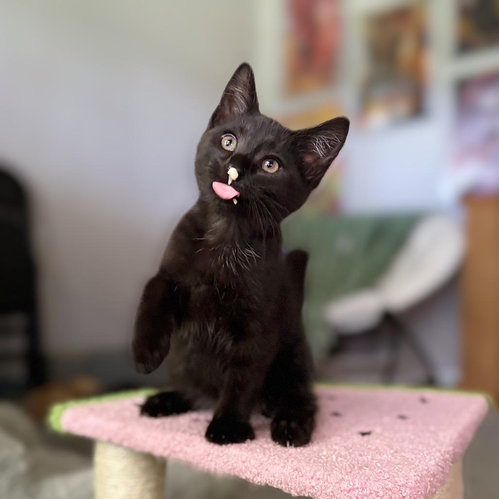 Enlarge Googly Eyes, a Adoptable Domestic Short Hair in Nashville, IN image 1/6