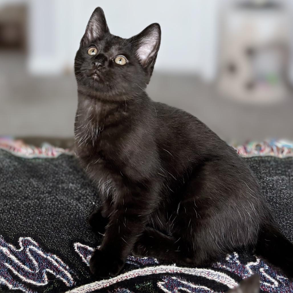 Enlarge Googly Eyes, a Adoptable Domestic Short Hair in Nashville, IN image 2/6