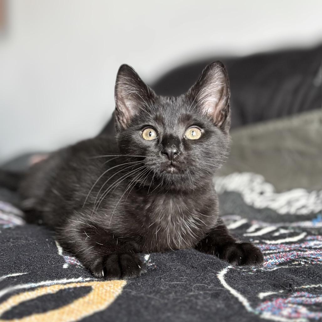 Enlarge Googly Eyes, a Adoptable Domestic Short Hair in Nashville, IN image 3/6