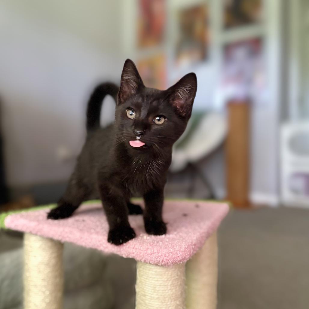 Enlarge Googly Eyes, a Adoptable Domestic Short Hair in Nashville, IN image 4/6