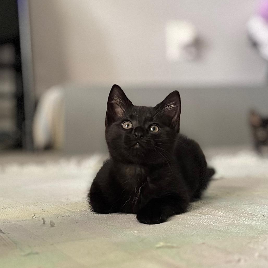 Enlarge Googly Eyes, a Adoptable Domestic Short Hair in Nashville, IN image 5/6