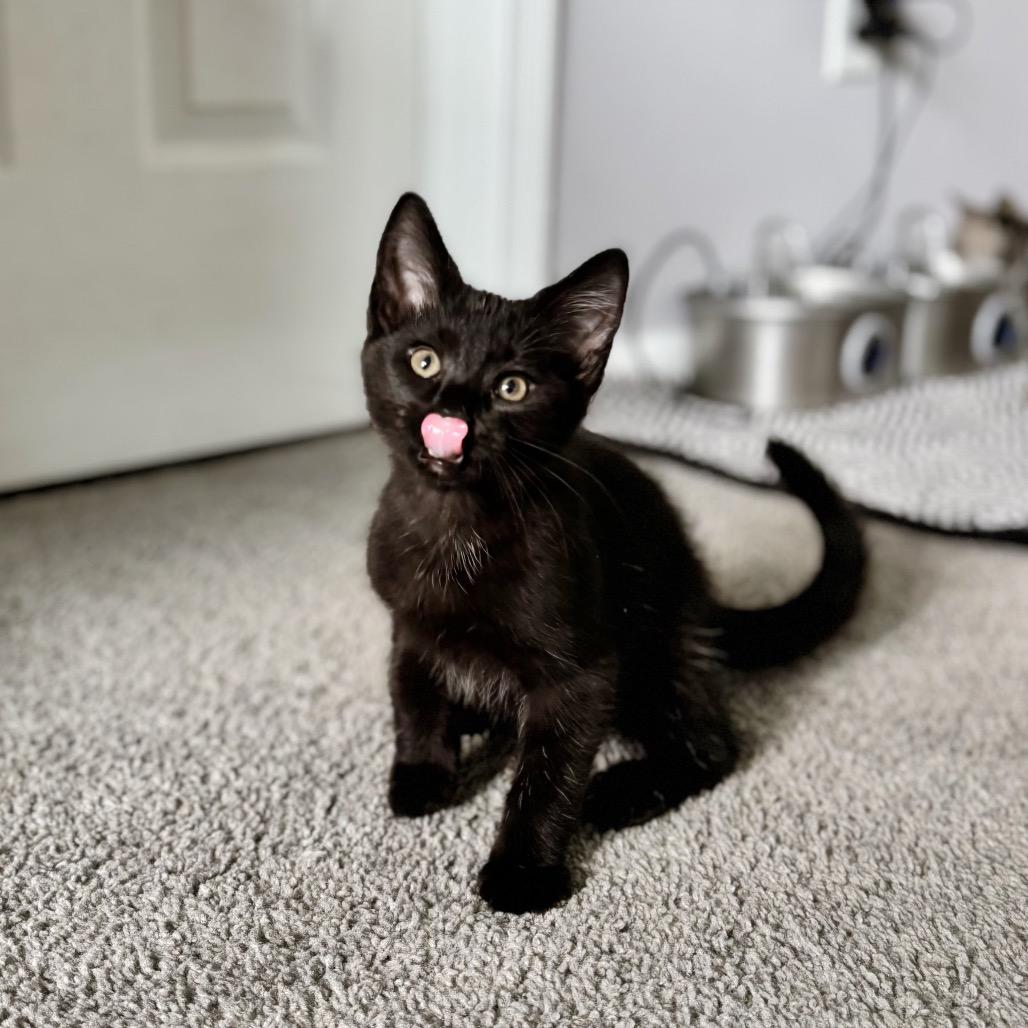 Enlarge Googly Eyes, a Adoptable Domestic Short Hair in Nashville, IN image 6/6