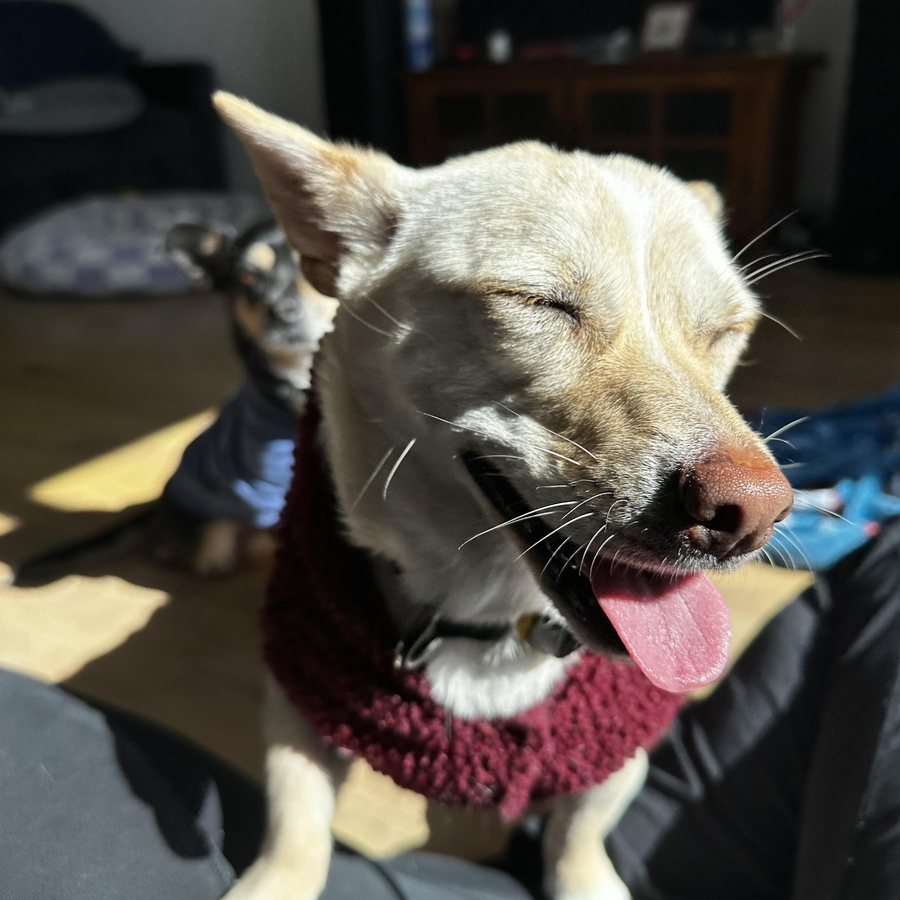 Enlarge Isla — Big Smile, Little Body, an adoption pending mixed breed in Manchester , NH image 3/6