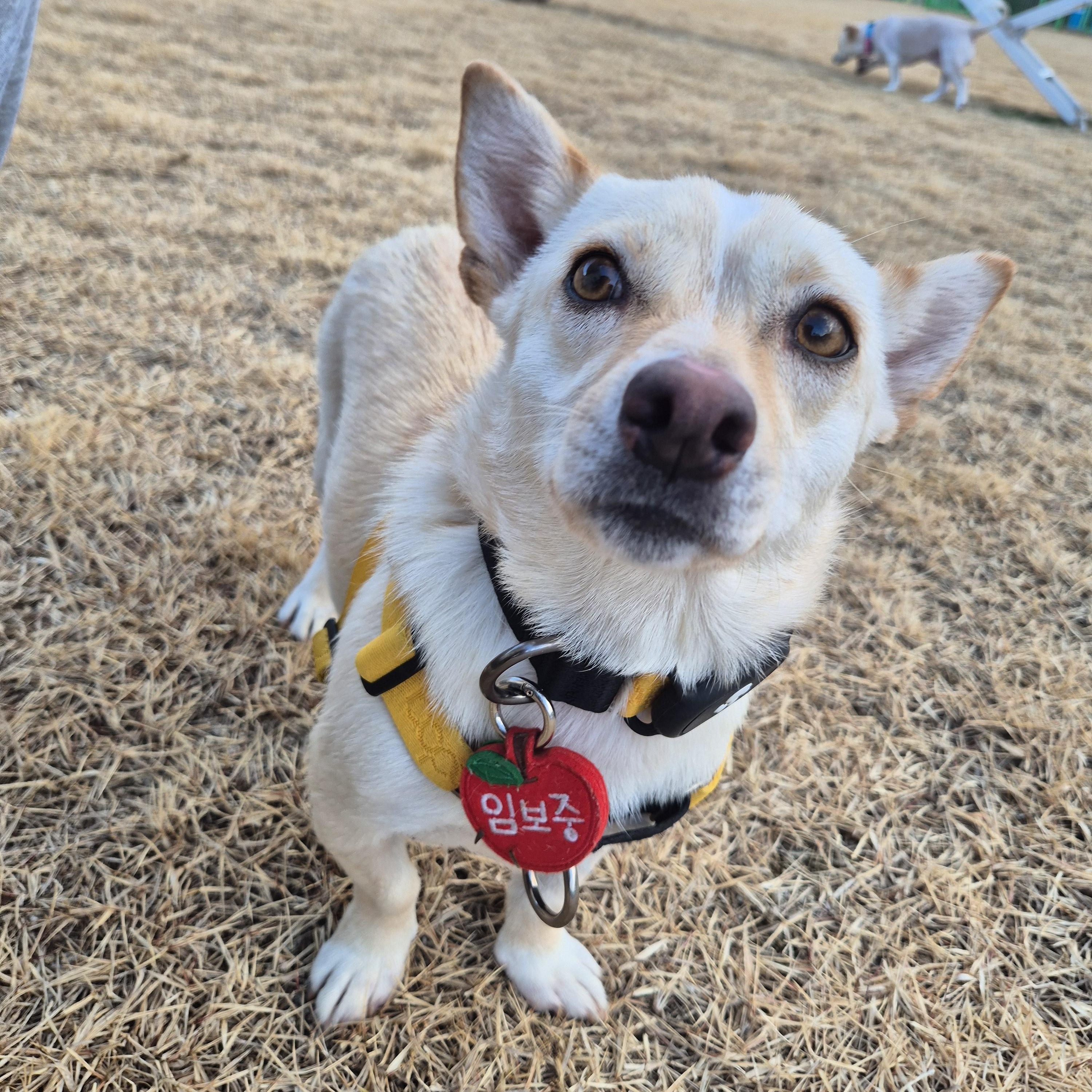Enlarge Isla, a Adoptable mixed breed in West Hartford , CT image 1/6
