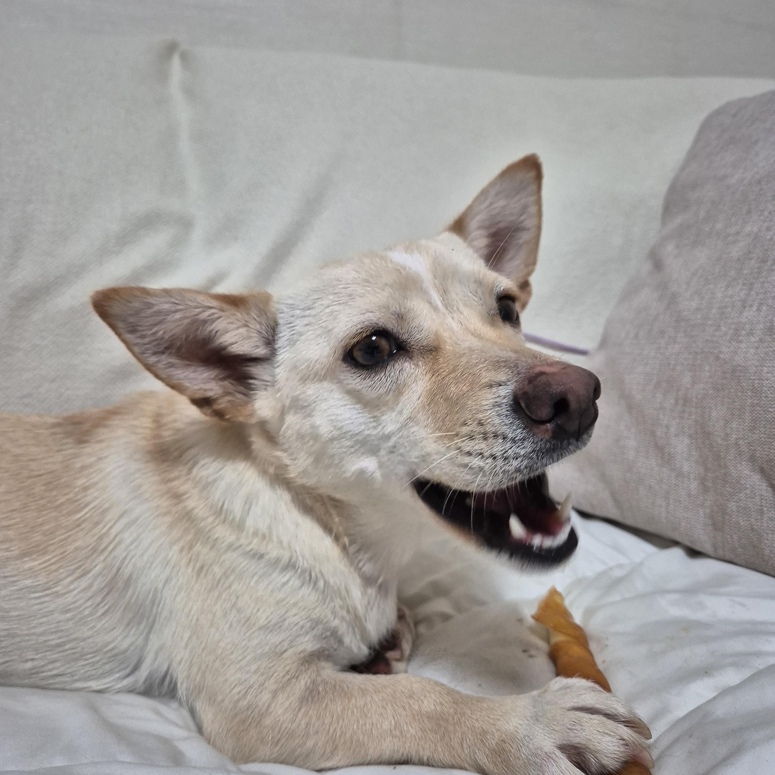 Enlarge Isla, a Adoptable mixed breed in West Hartford , CT image 2/6