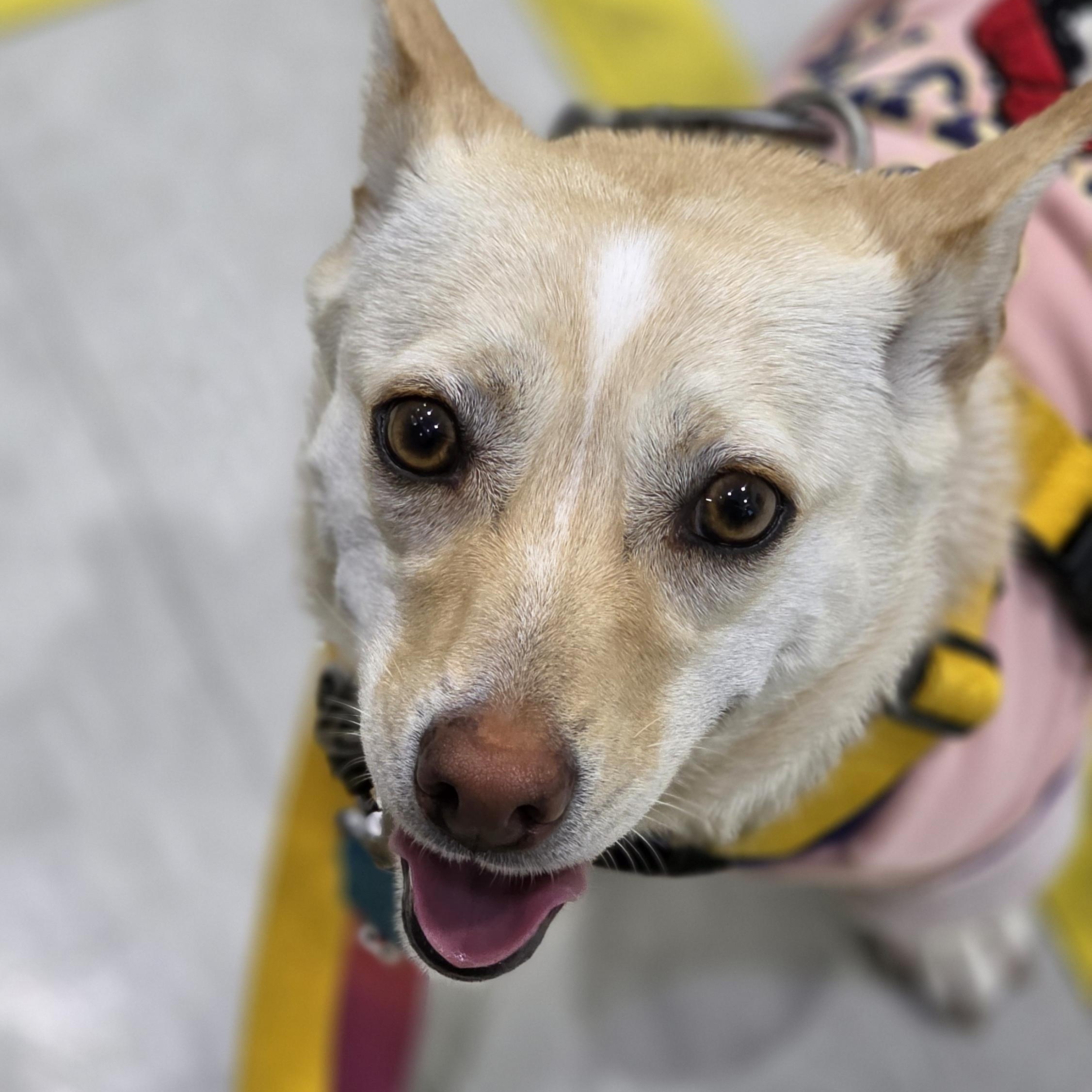 Enlarge Isla, a Adoptable mixed breed in West Hartford , CT image 6/6