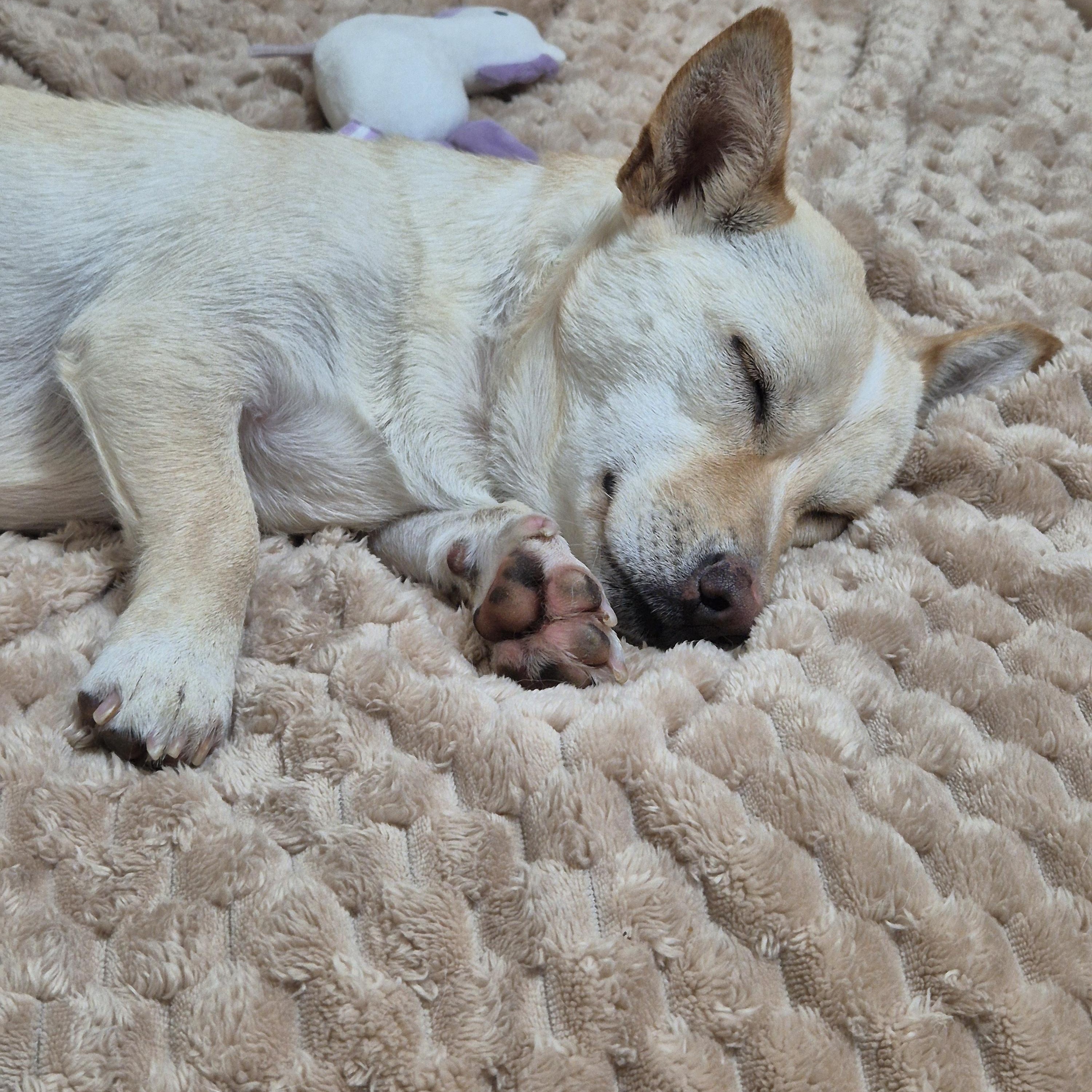 Enlarge Isla, a Adoptable mixed breed in West Hartford , CT image 4/6