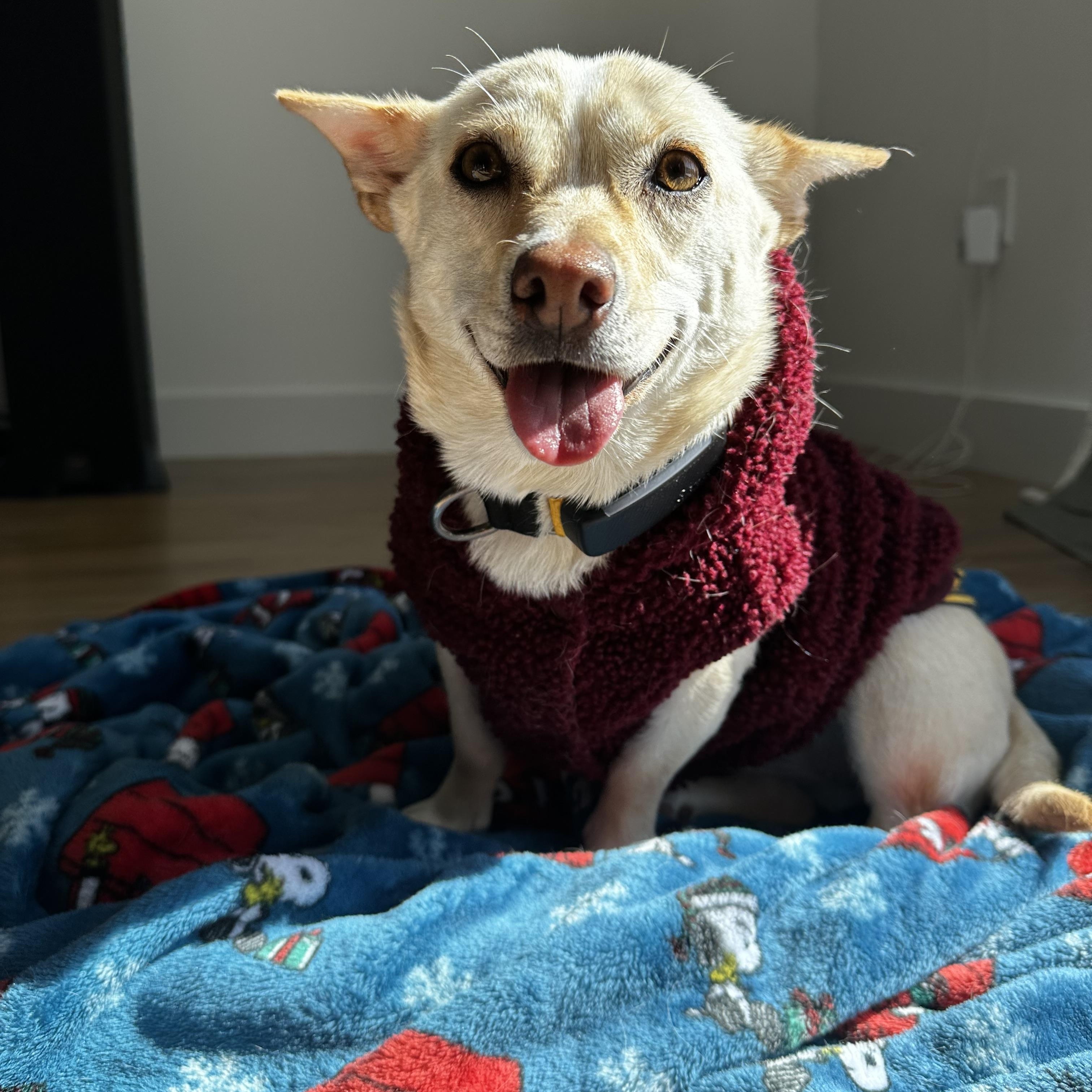 Enlarge Isla — Big Smile, Little Body, an adoption pending mixed breed in Manchester , NH image 1/6