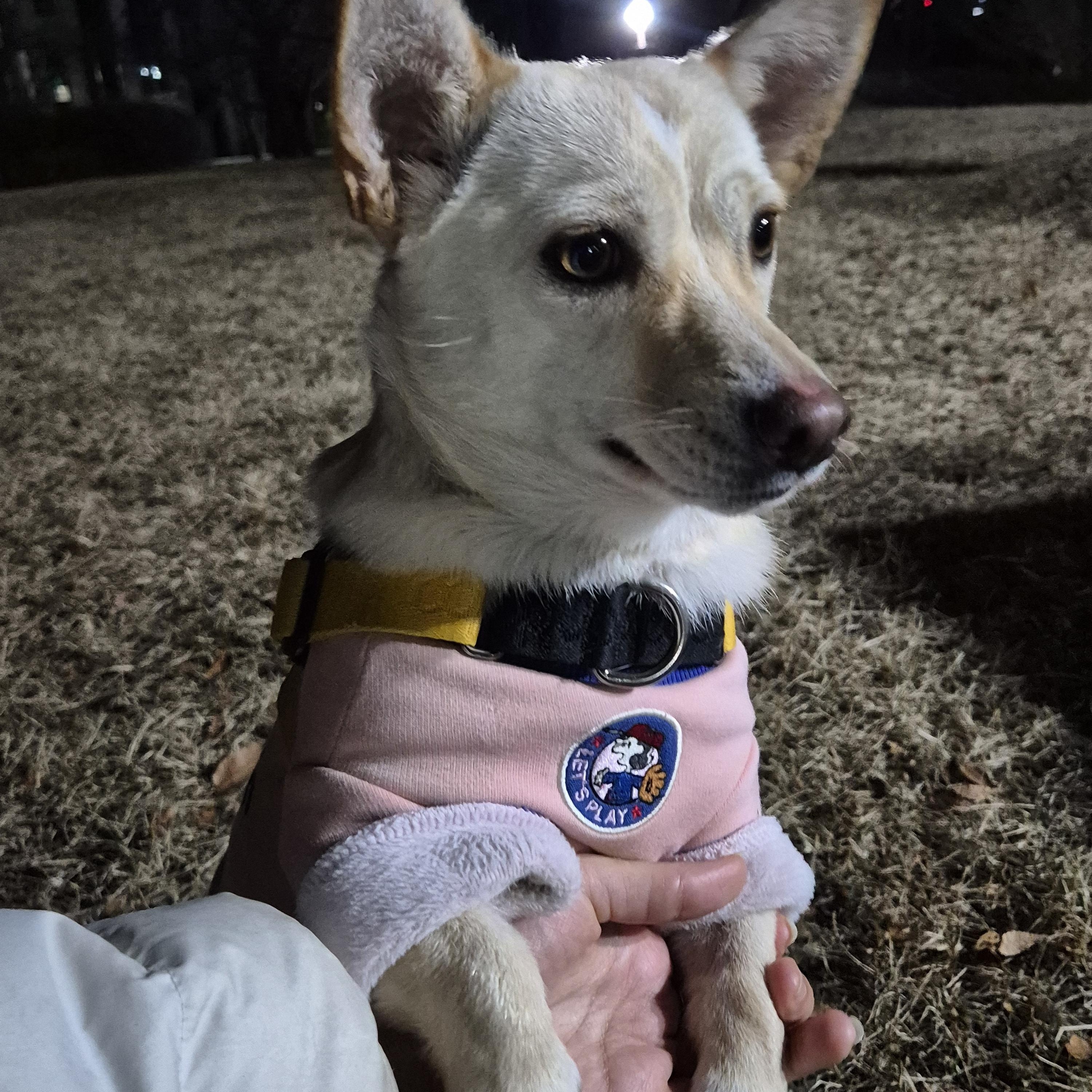 Enlarge Isla, a Adoptable mixed breed in West Hartford , CT image 5/6