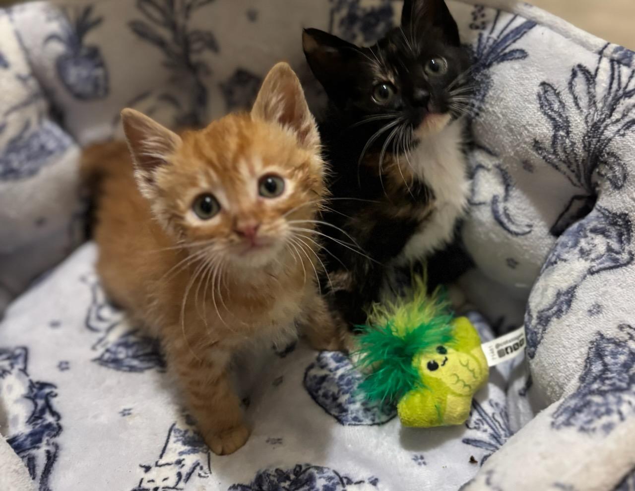 Cheddar and Pepper, an adopted mixed breed in Ville platte, LA image 3/3