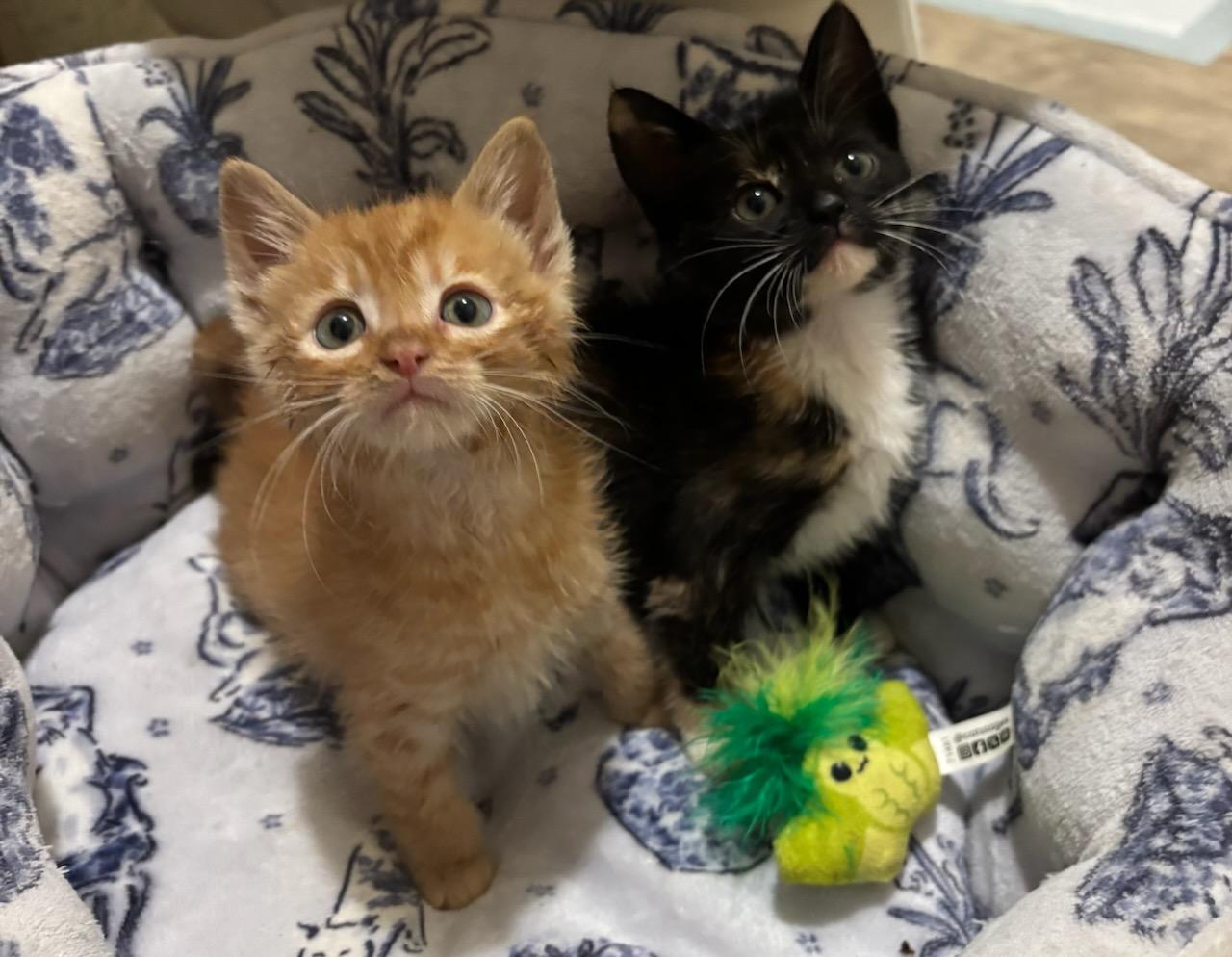 Cheddar and Pepper, an adopted mixed breed in Ville platte, LA image 1/3