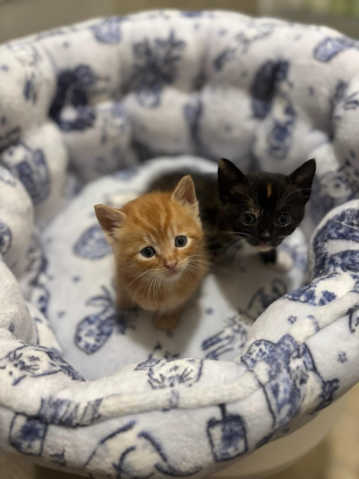 Cheddar and Pepper, an adopted mixed breed in Ville platte, LA image 2/3