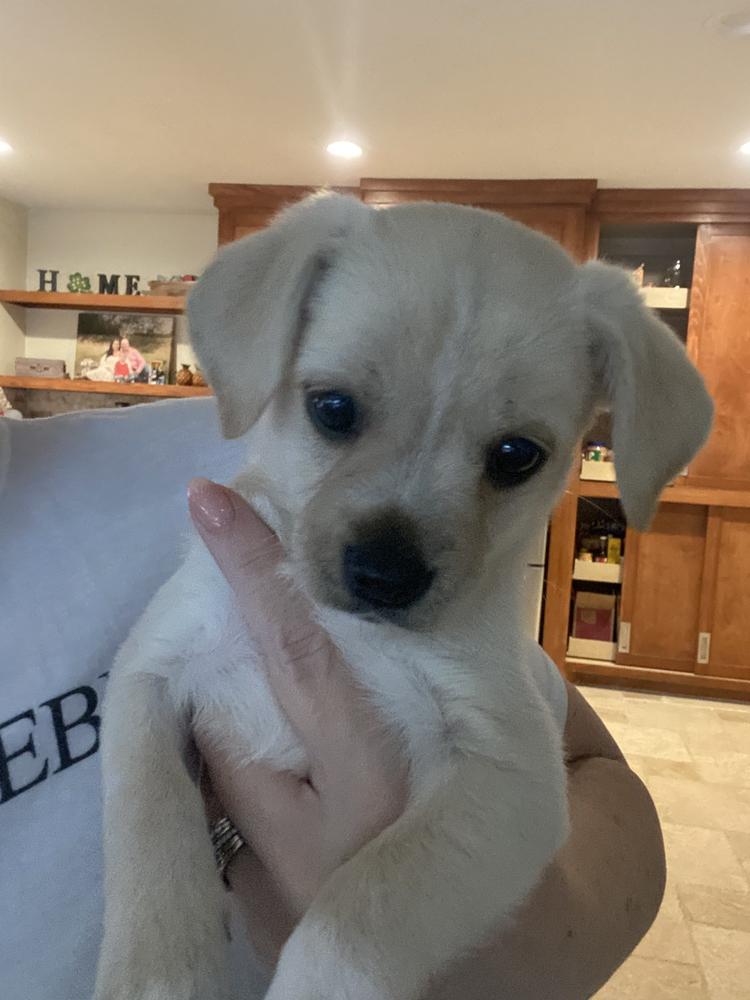 Marshmallow, Adopted, Puppy Female Terrier.