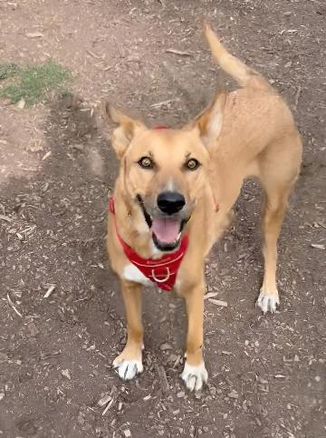 Ms. Lovely Tarcin, Adoptable, Adult Female Carolina Dog & German Shepherd Dog.