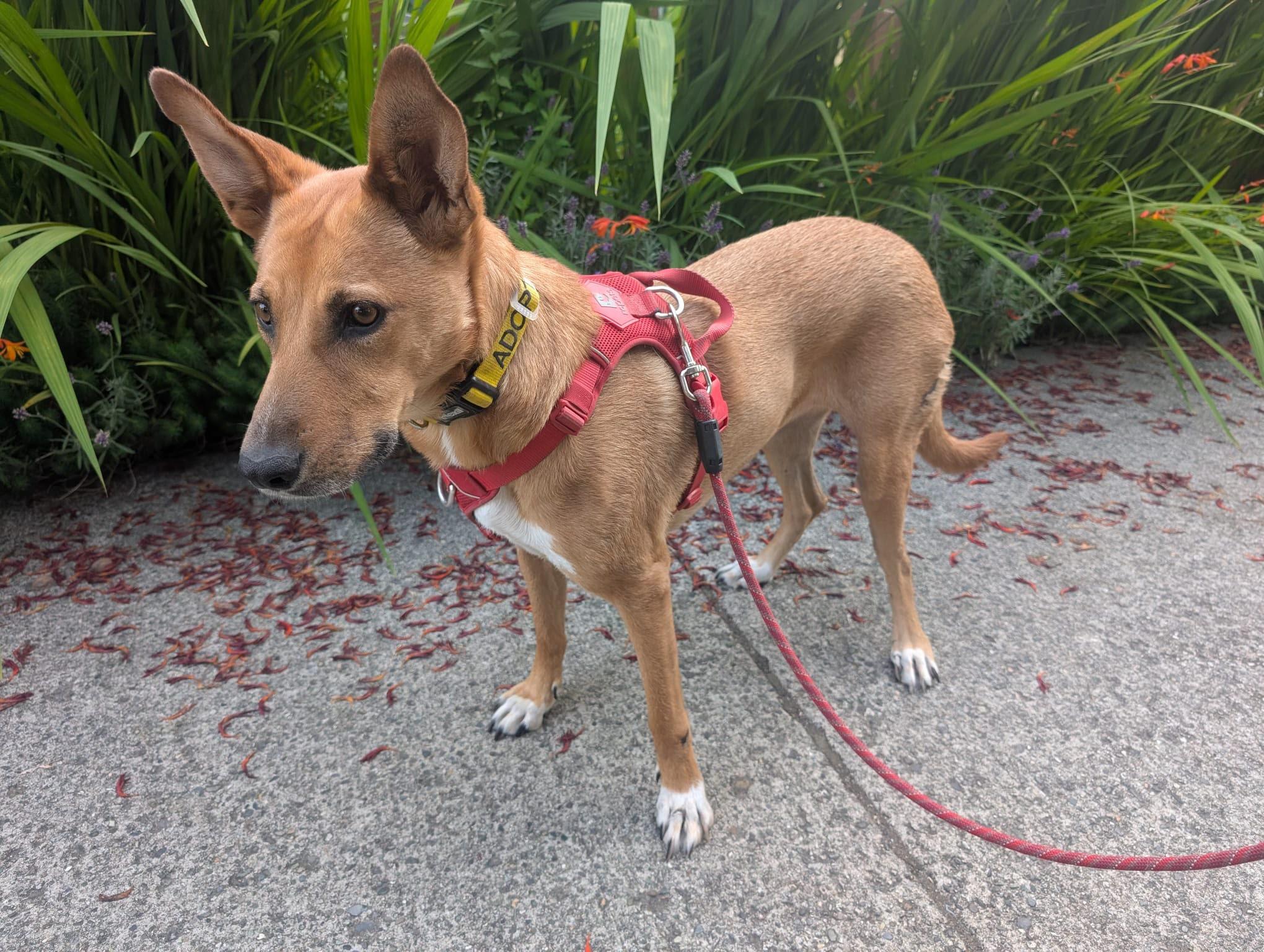 Enlarge Ms. Lovely Tarcin, a Adoptable mixed breed in Vancouver, BC image 3/6