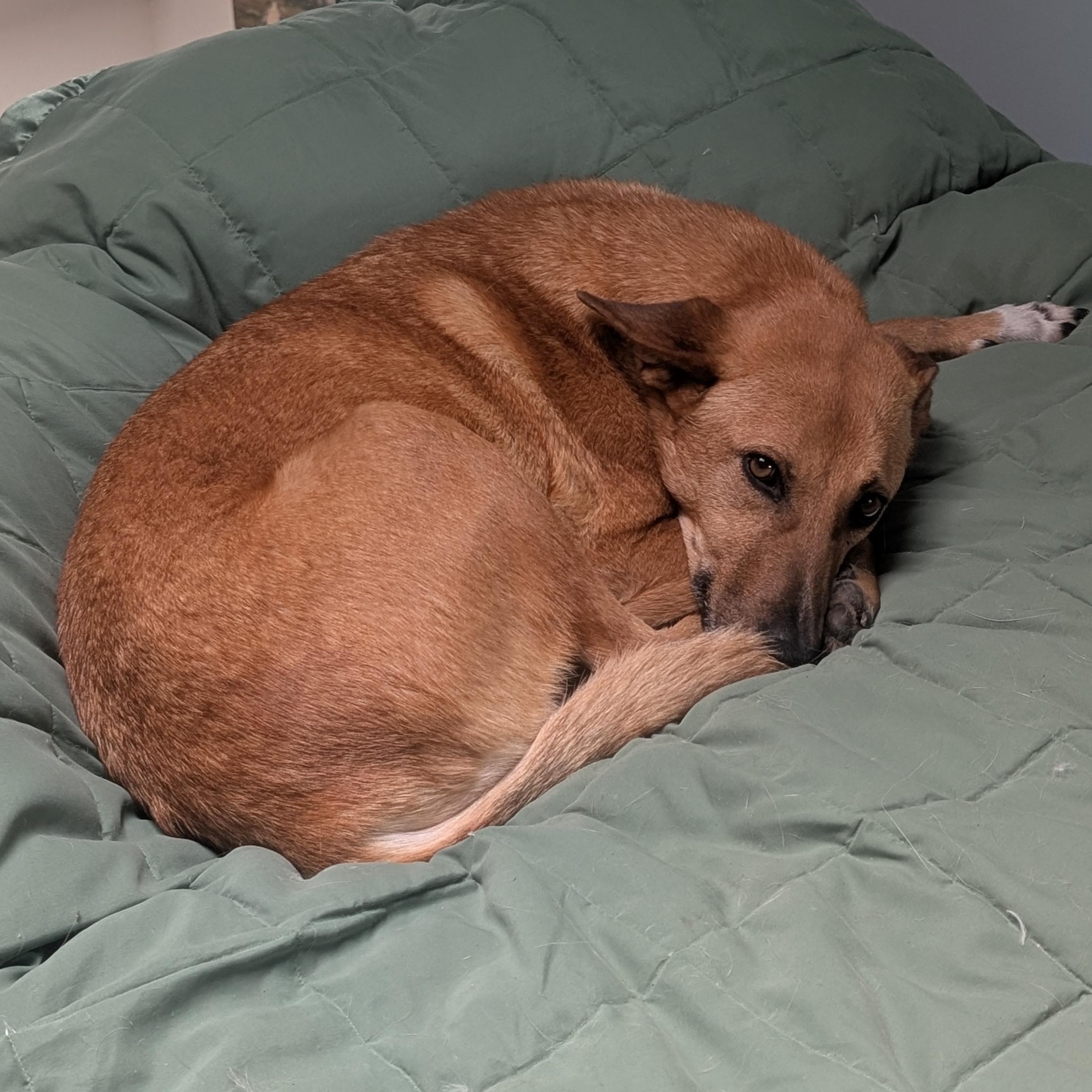 Enlarge Ms. Marvelous Tarcin, a Adoptable mixed breed in Vancouver, BC image 3/6