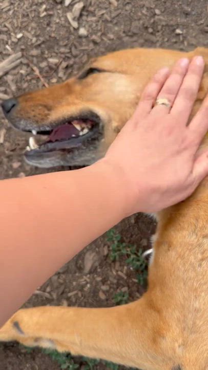Enlarge Ms. Lovely Tarcin, a Adoptable mixed breed in Vancouver, BC video 2/6