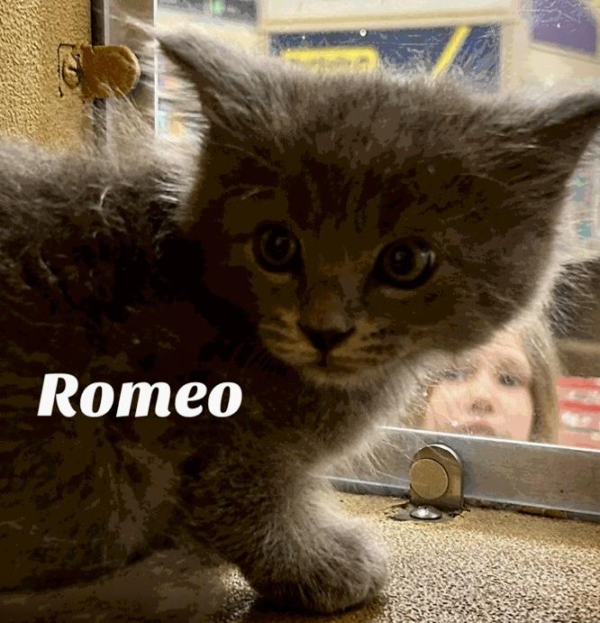 Romeo
