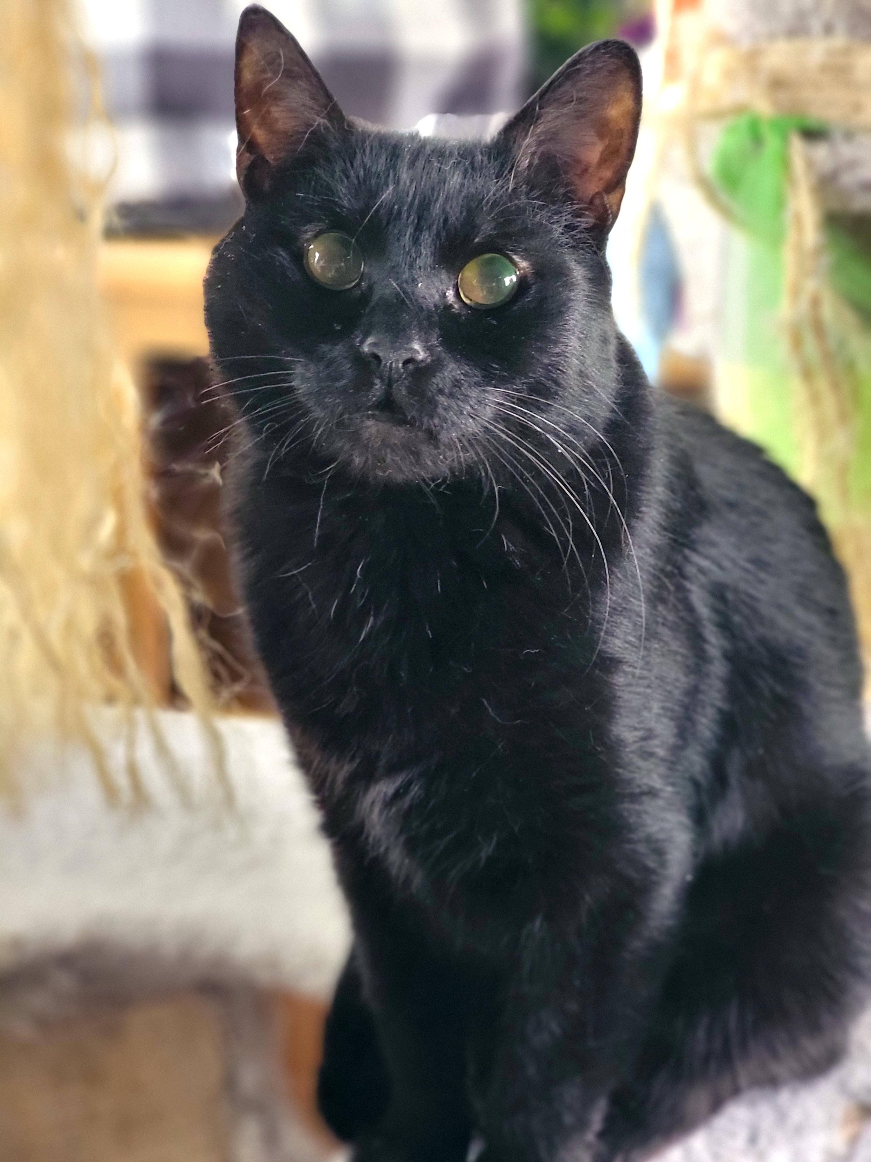 Enlarge Clarabelle, a ADOPTABLE Domestic Short Hair in Washoe Valley, NV image 3/4